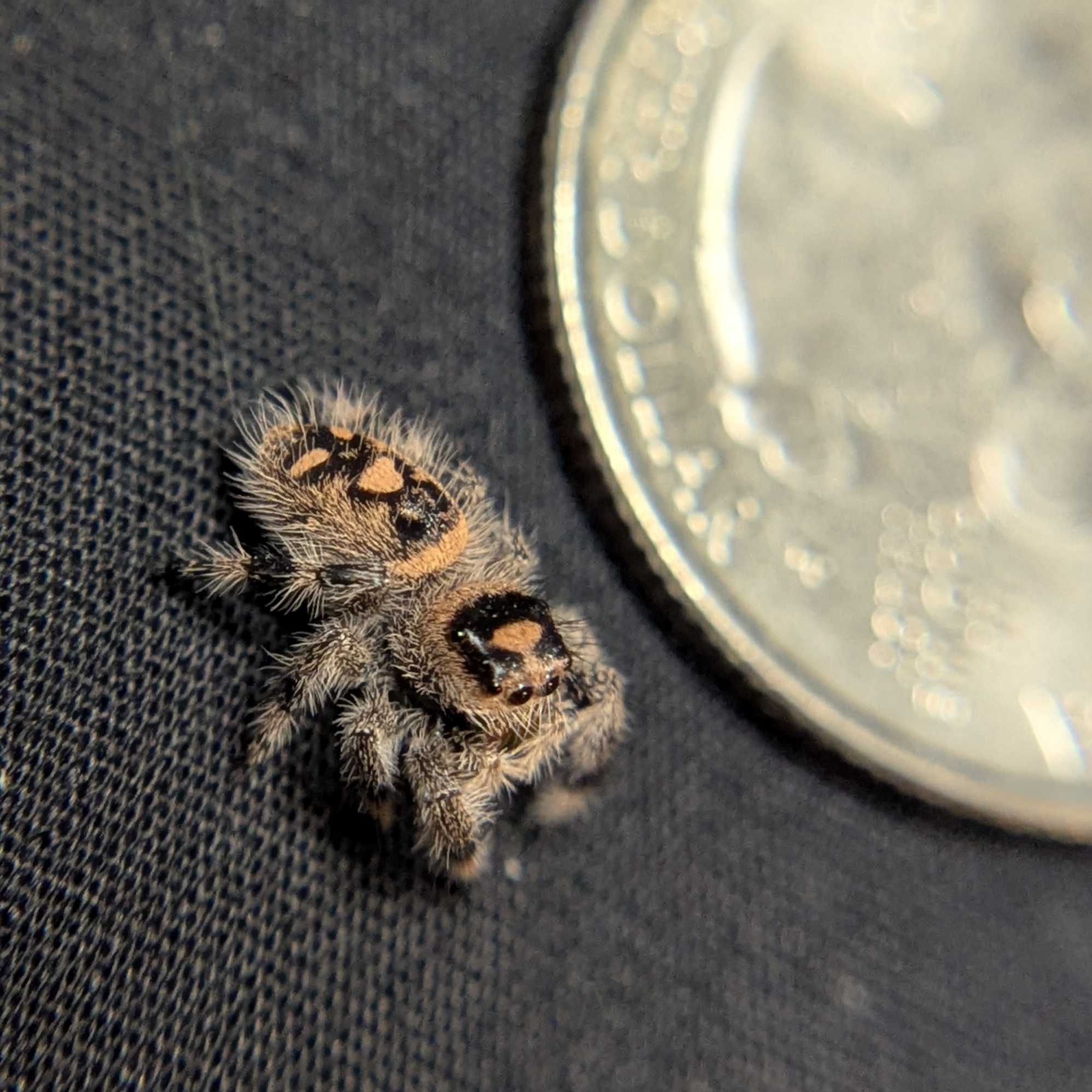 Regal Jumping Spider "Hocus"