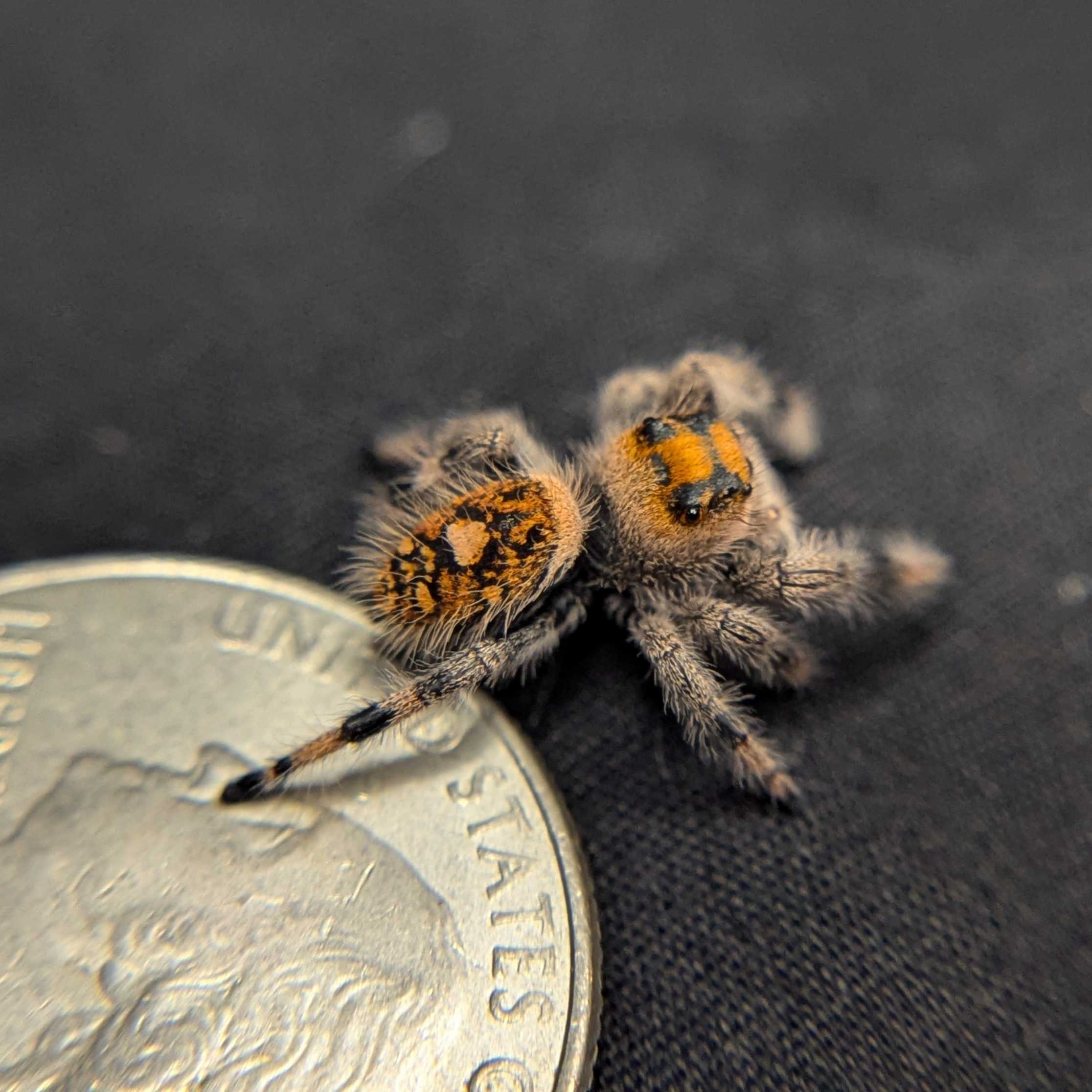 Regal Jumping Spider "Autumn"