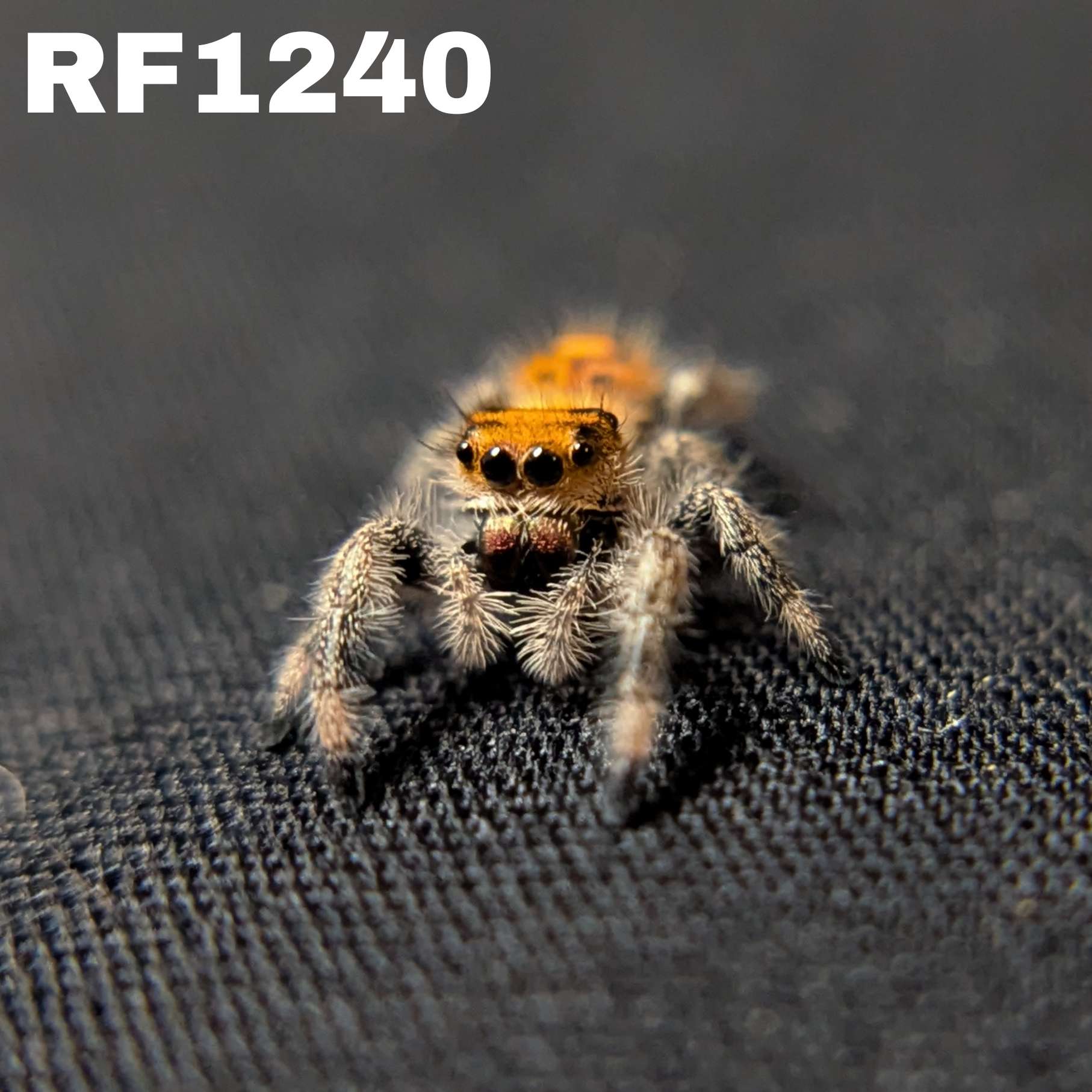 Regal Jumping Spider "Pumpkin"