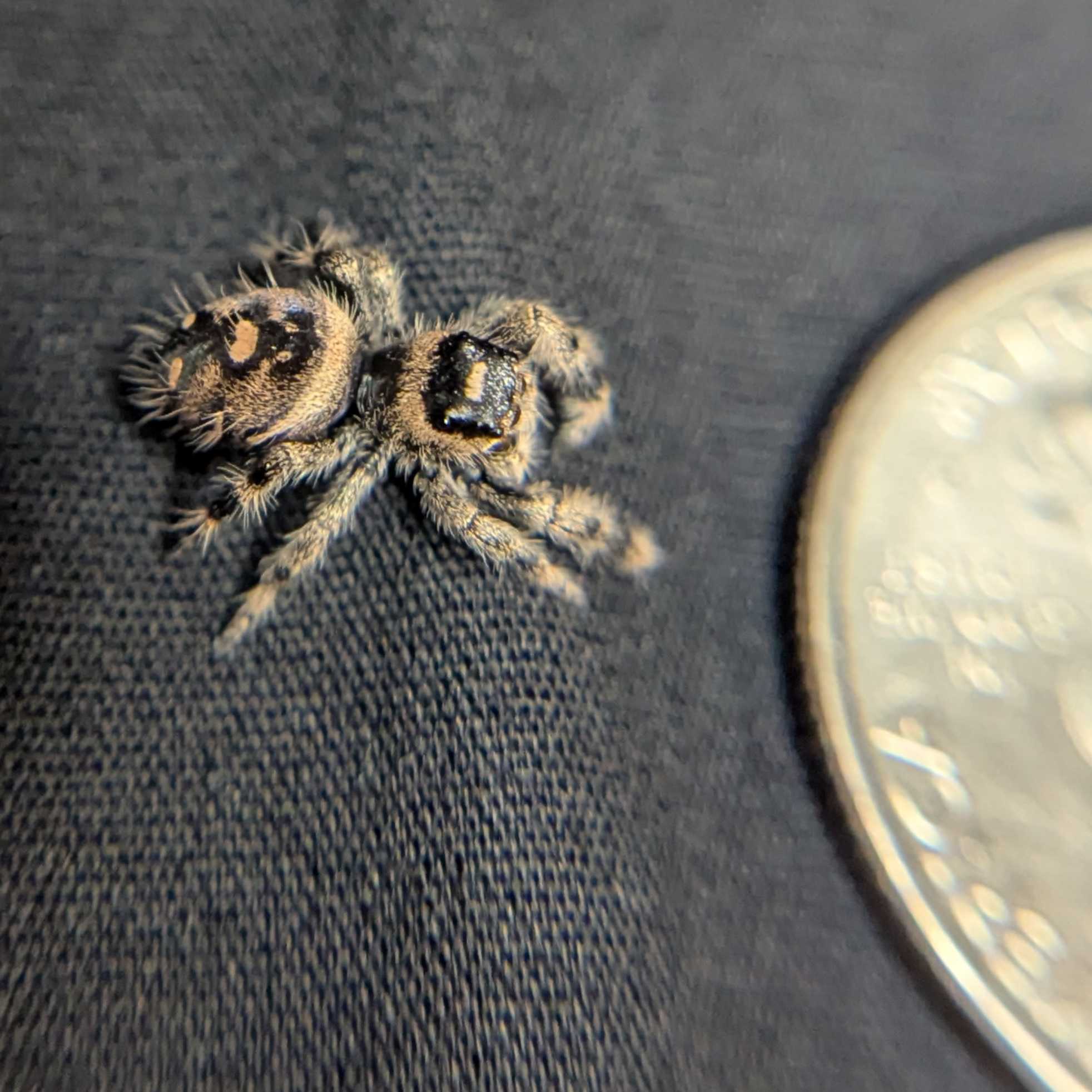 Regal Jumping Spider "Baguette"