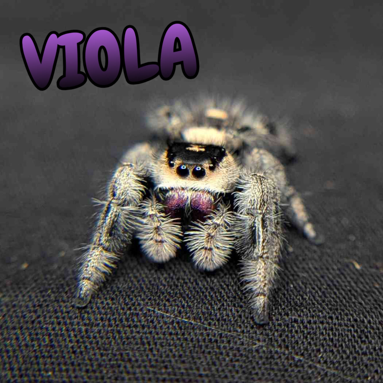 Regal Jumping Spider "Viola"
