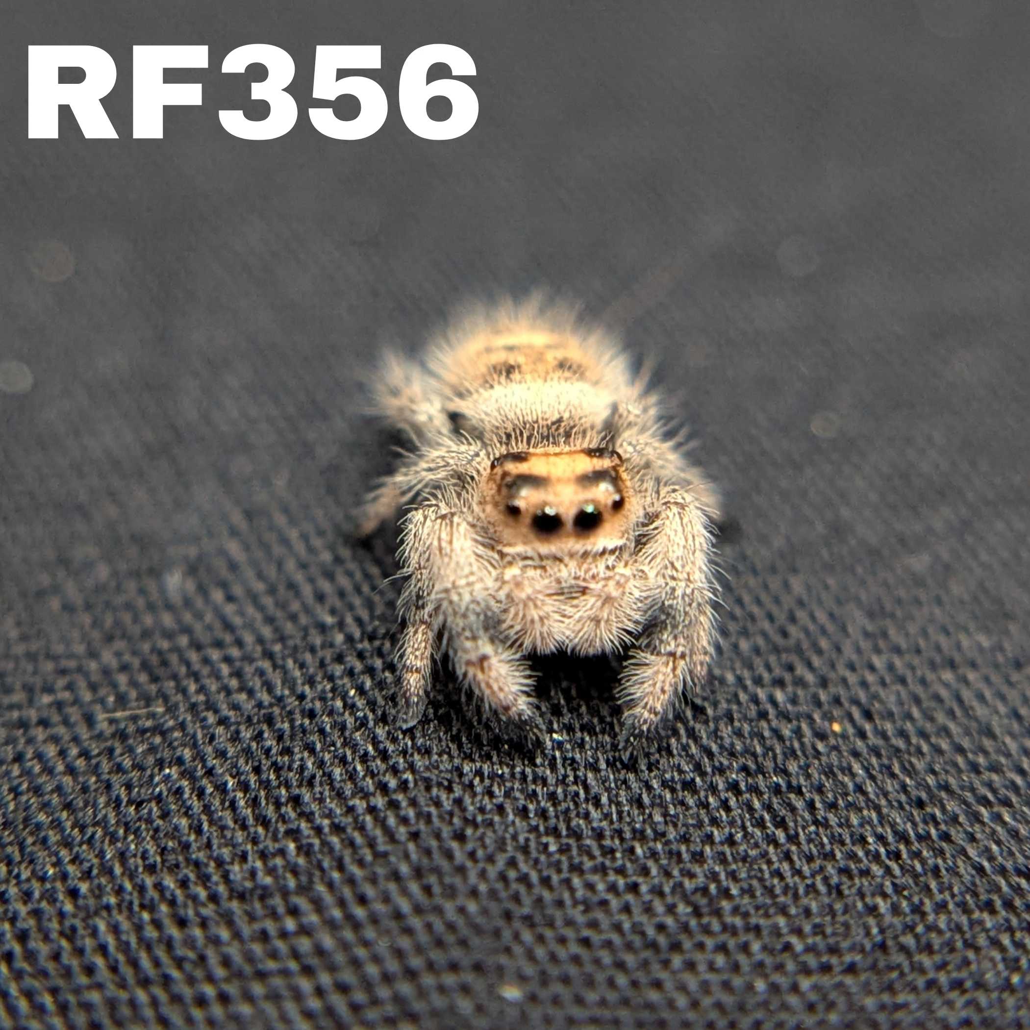 Regal Jumping Spider "Cutiepie"