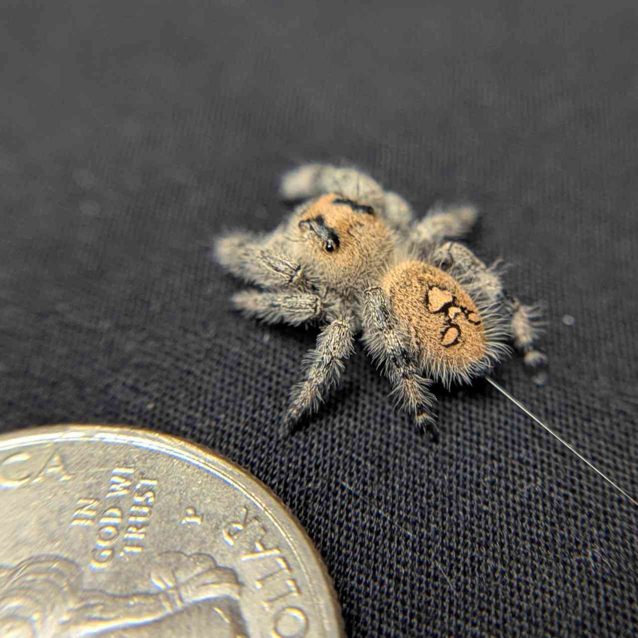 Regal Jumping Spider "Powder"