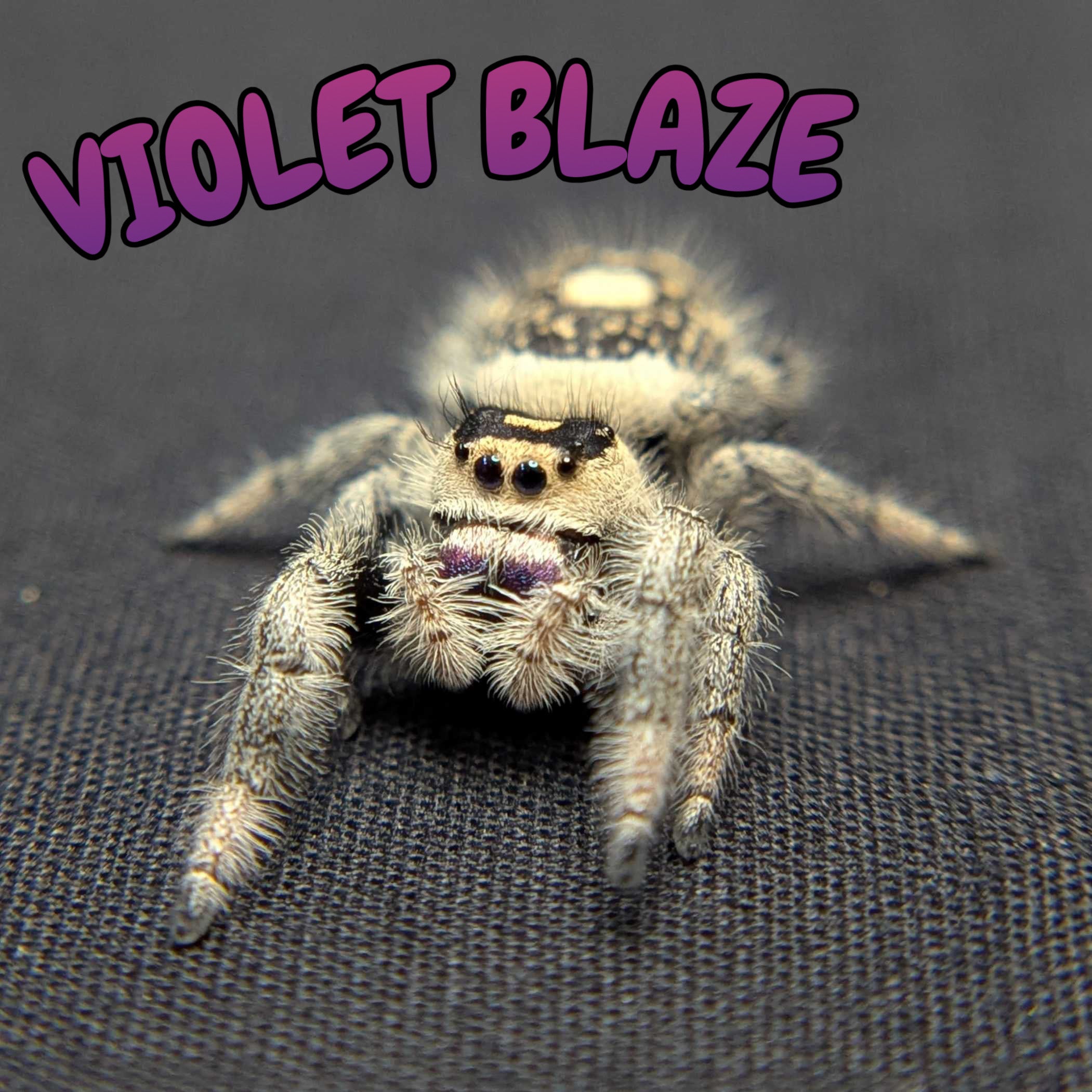 Regal Jumping Spider "Violet Blaze"