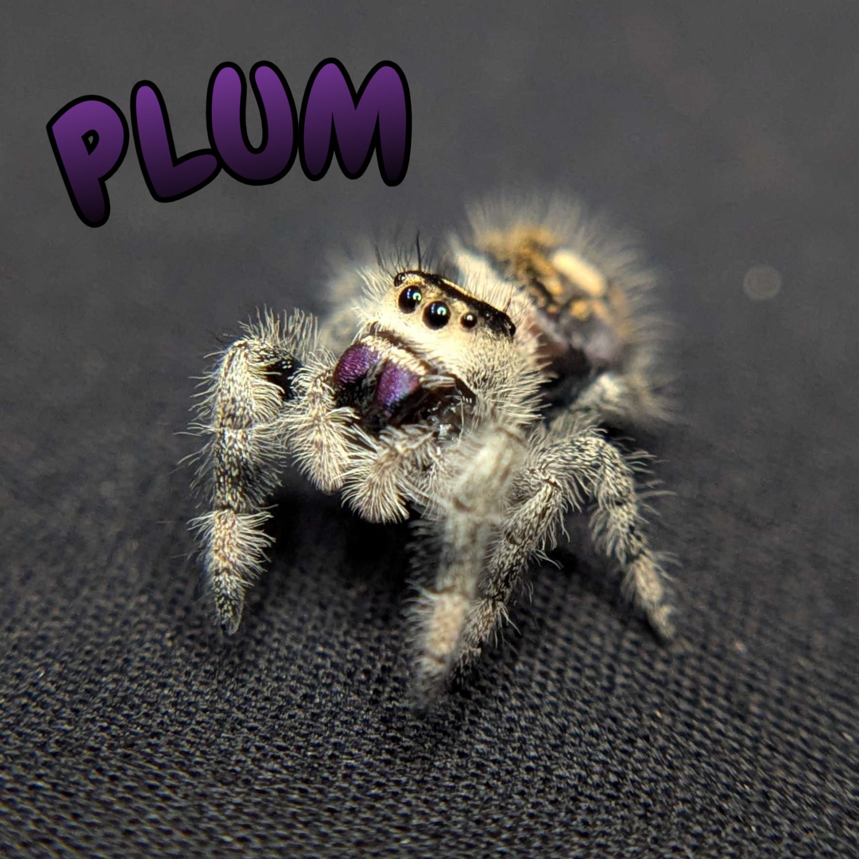 Regal Jumping Spider "Plum"