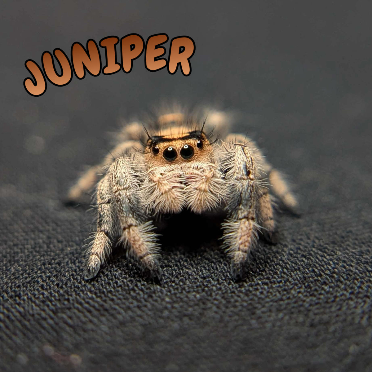 Regal Jumping Spider "Juniper"