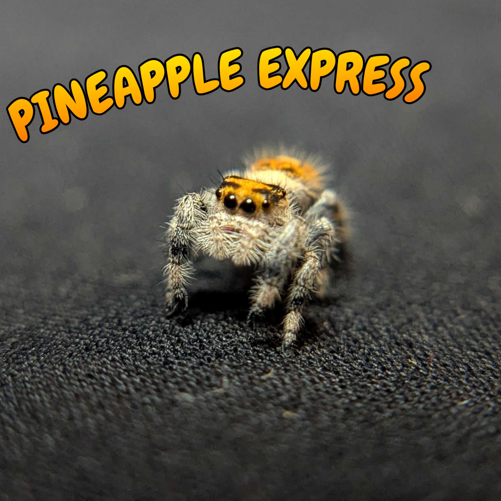 Regal Jumping Spider “Pineapple Express”