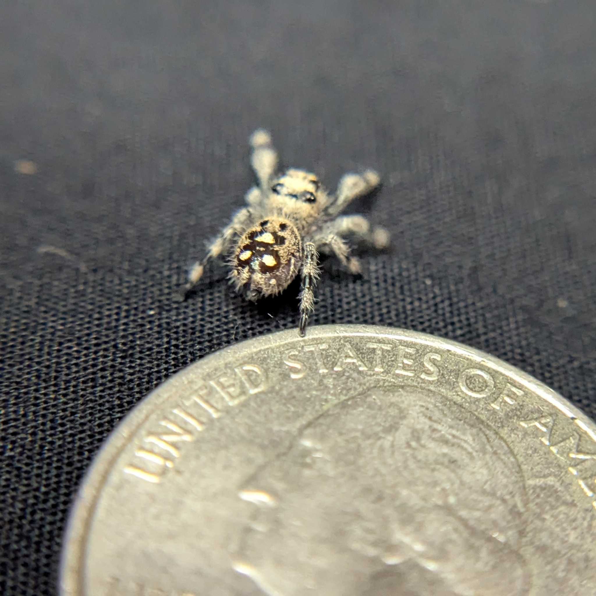 Regal Jumping Spider "North"