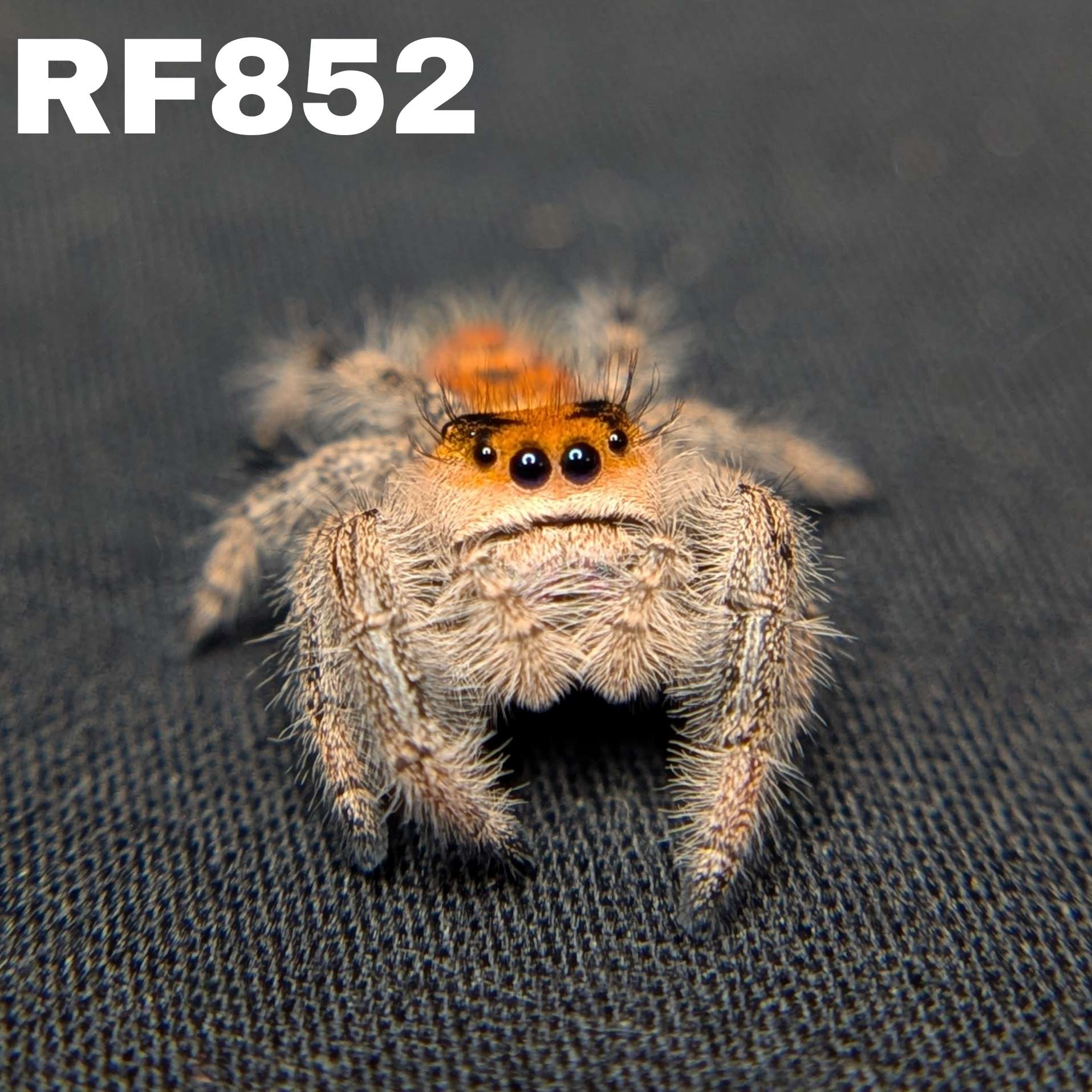 Regal Jumping Spider “Amberlyn”