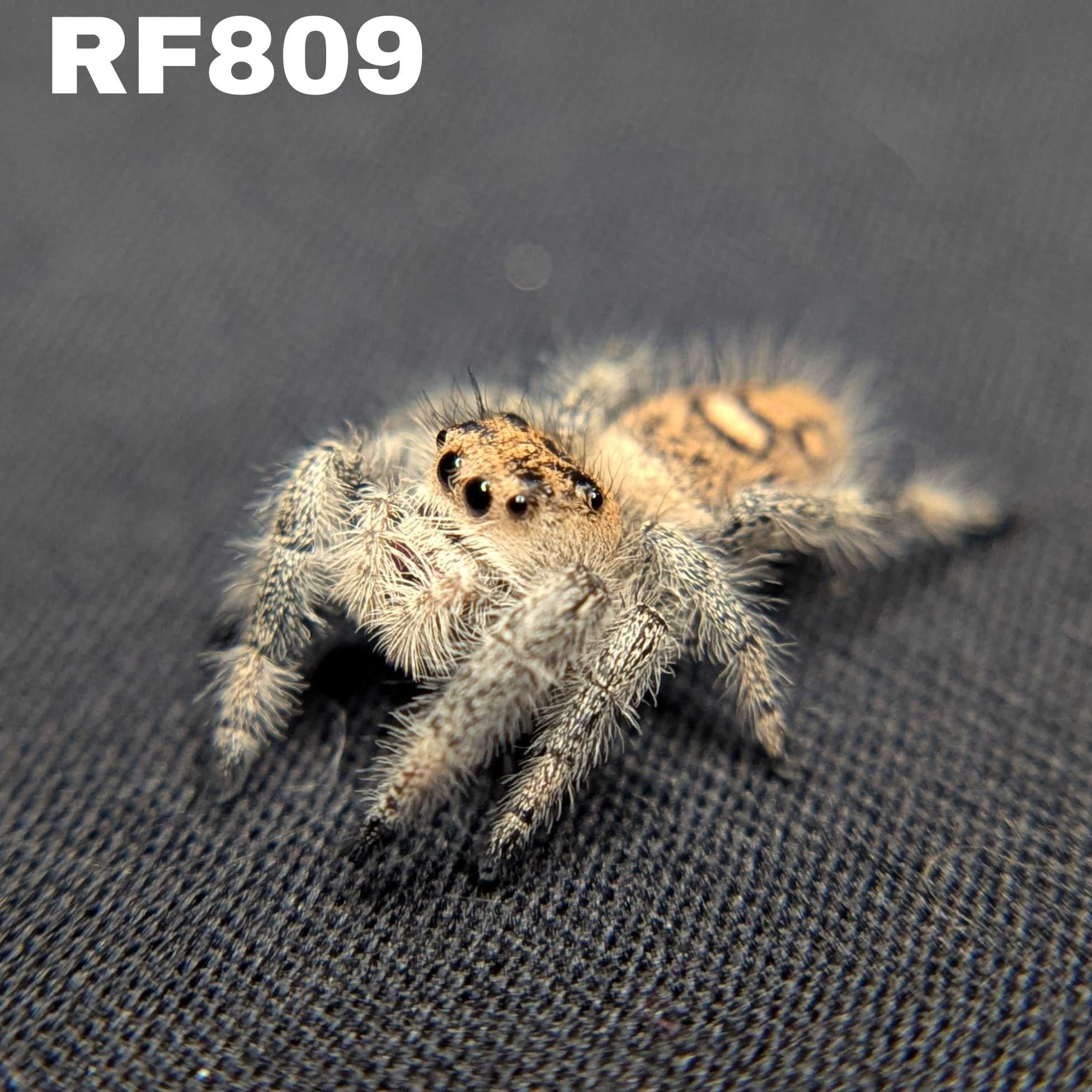 Regal Jumping Spider “Prancer”
