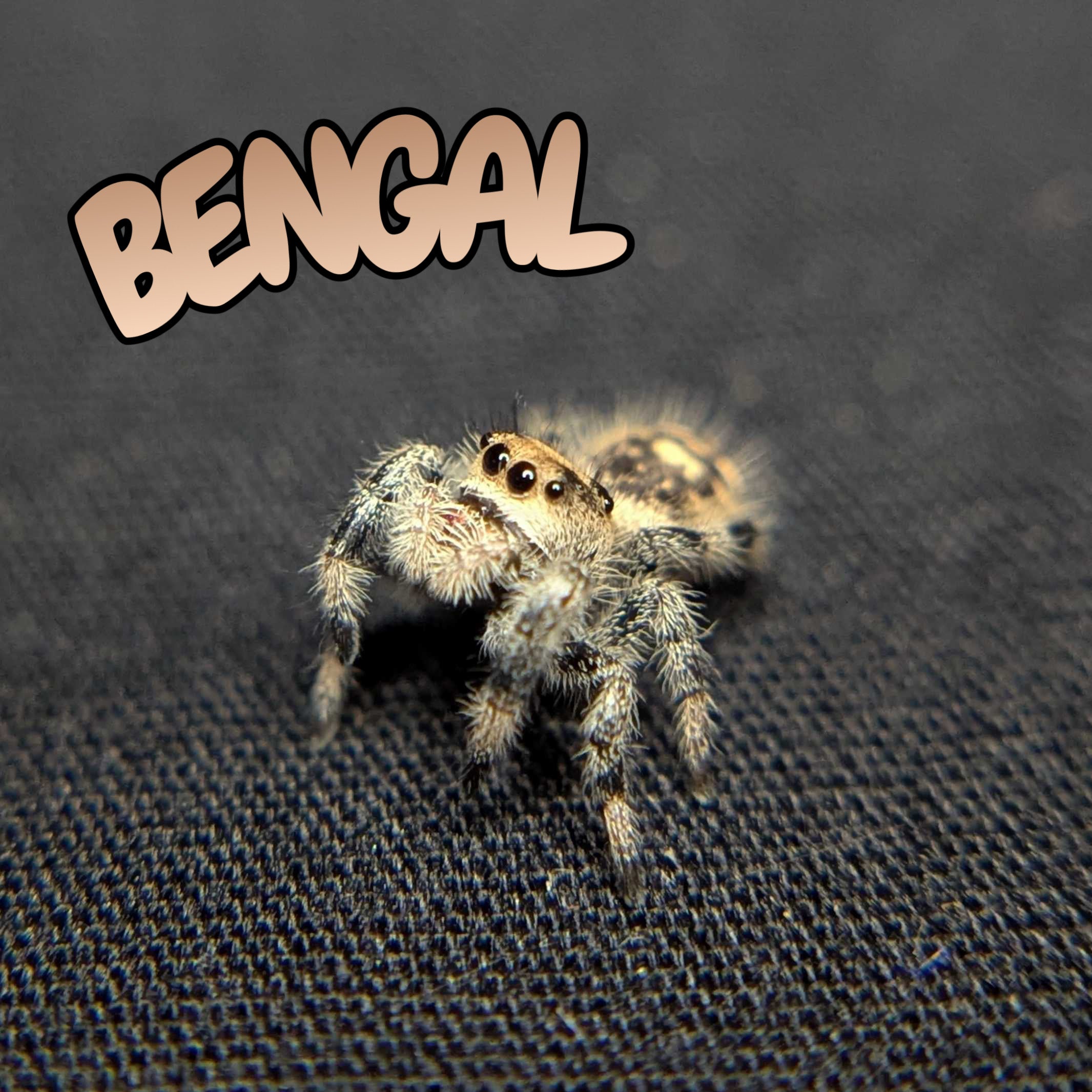 Regal Jumping Spider "Bengal"