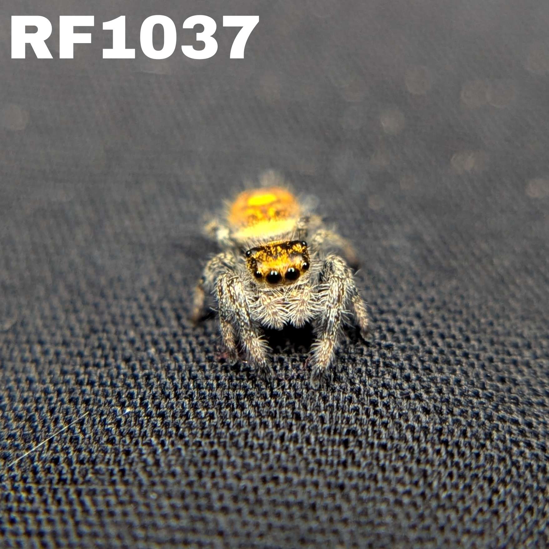 Regal Jumping Spider “Torch”