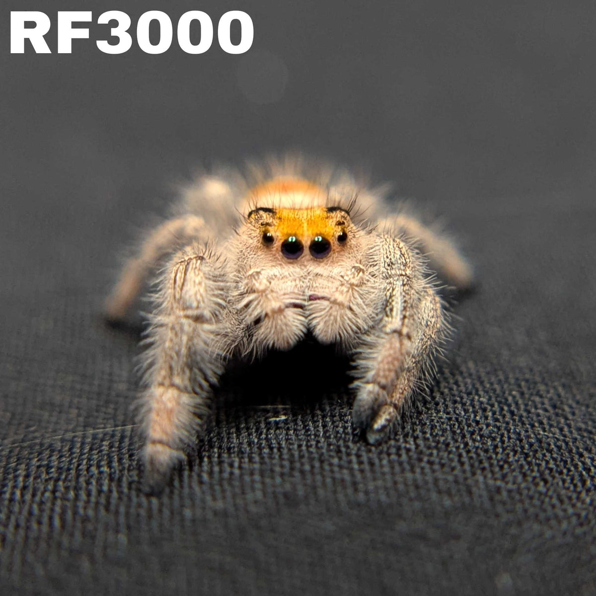 Regal Jumping Spider "Jamba"