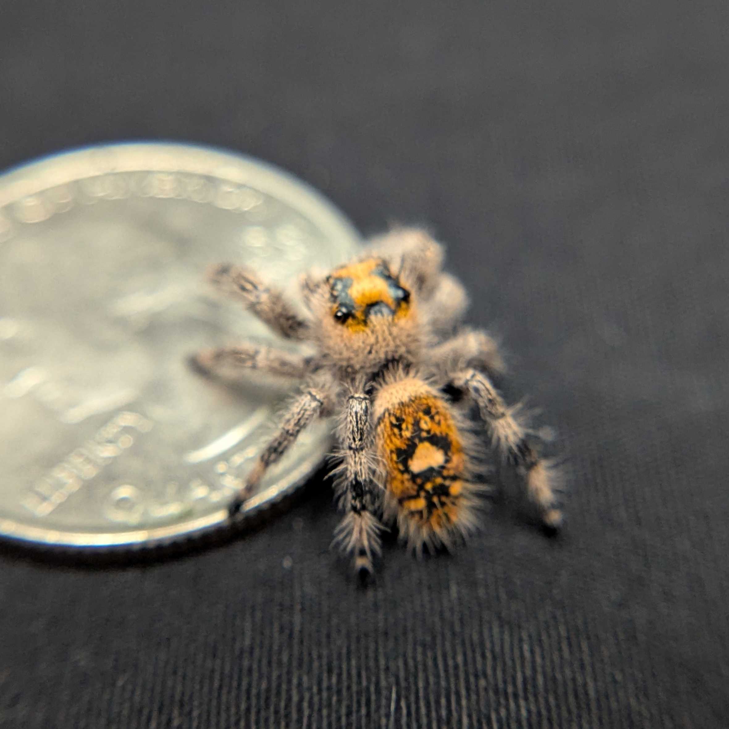 Regal Jumping Spider "Bubblegum"