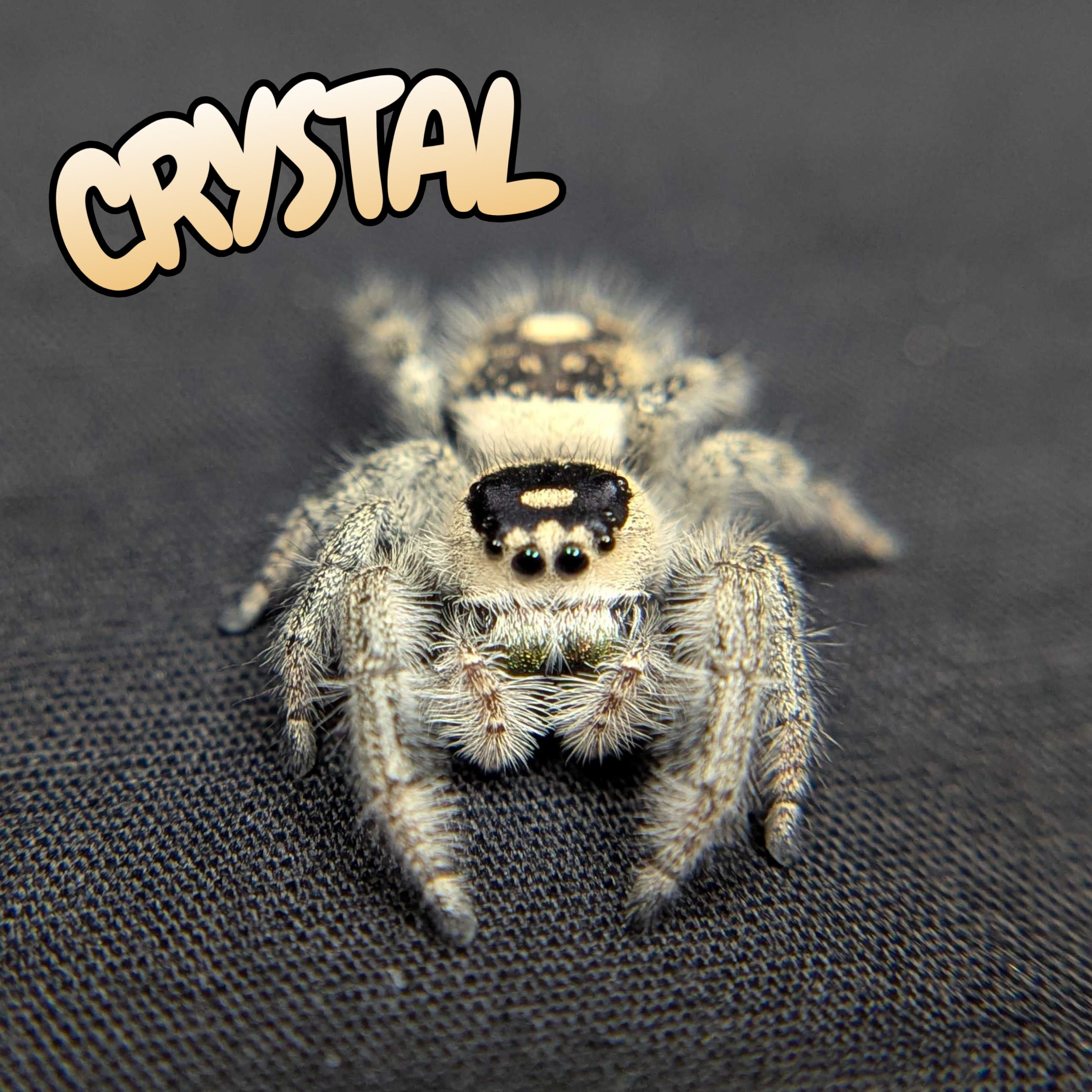 Regal Jumping Spider "Crystal”