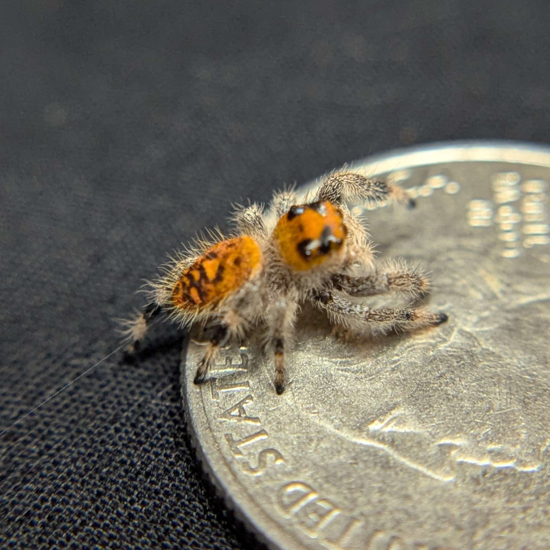 Regal Jumping Spider "Ignisa"
