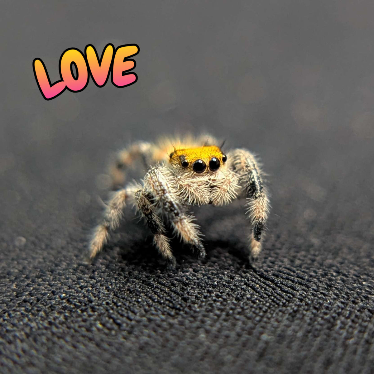 Regal Jumping Spider "Love"