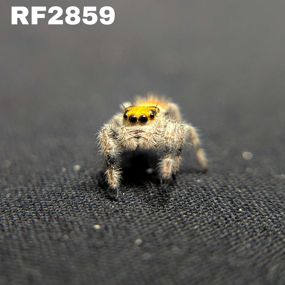 Regal Jumping Spider "Banana"