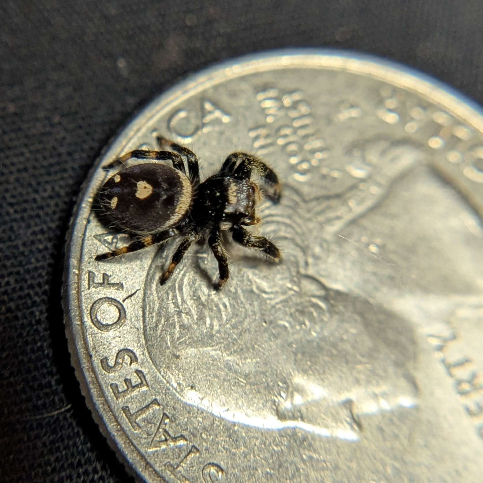 Regal Jumping Spider "Nugget"