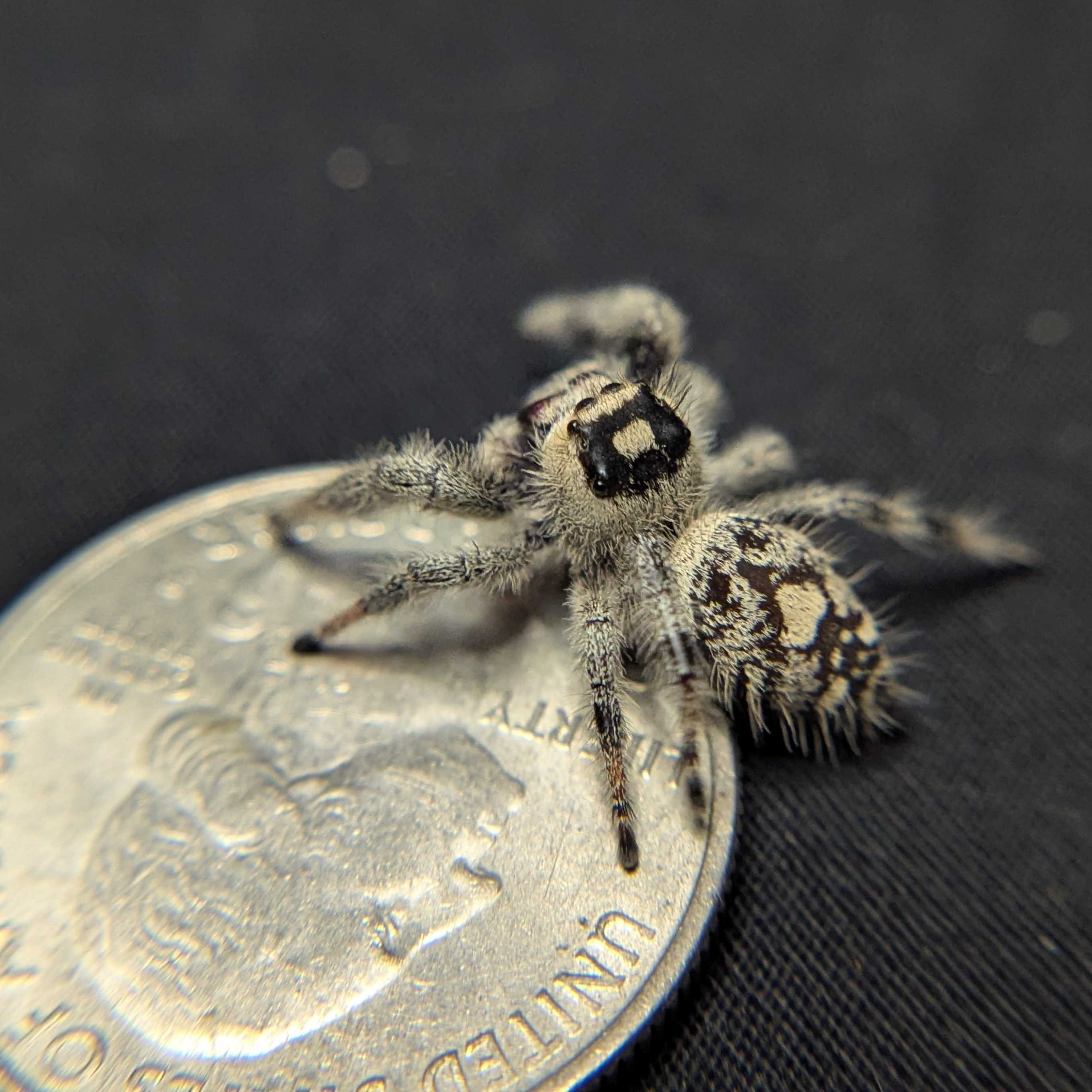 Regal Jumping Spider “Sterling”