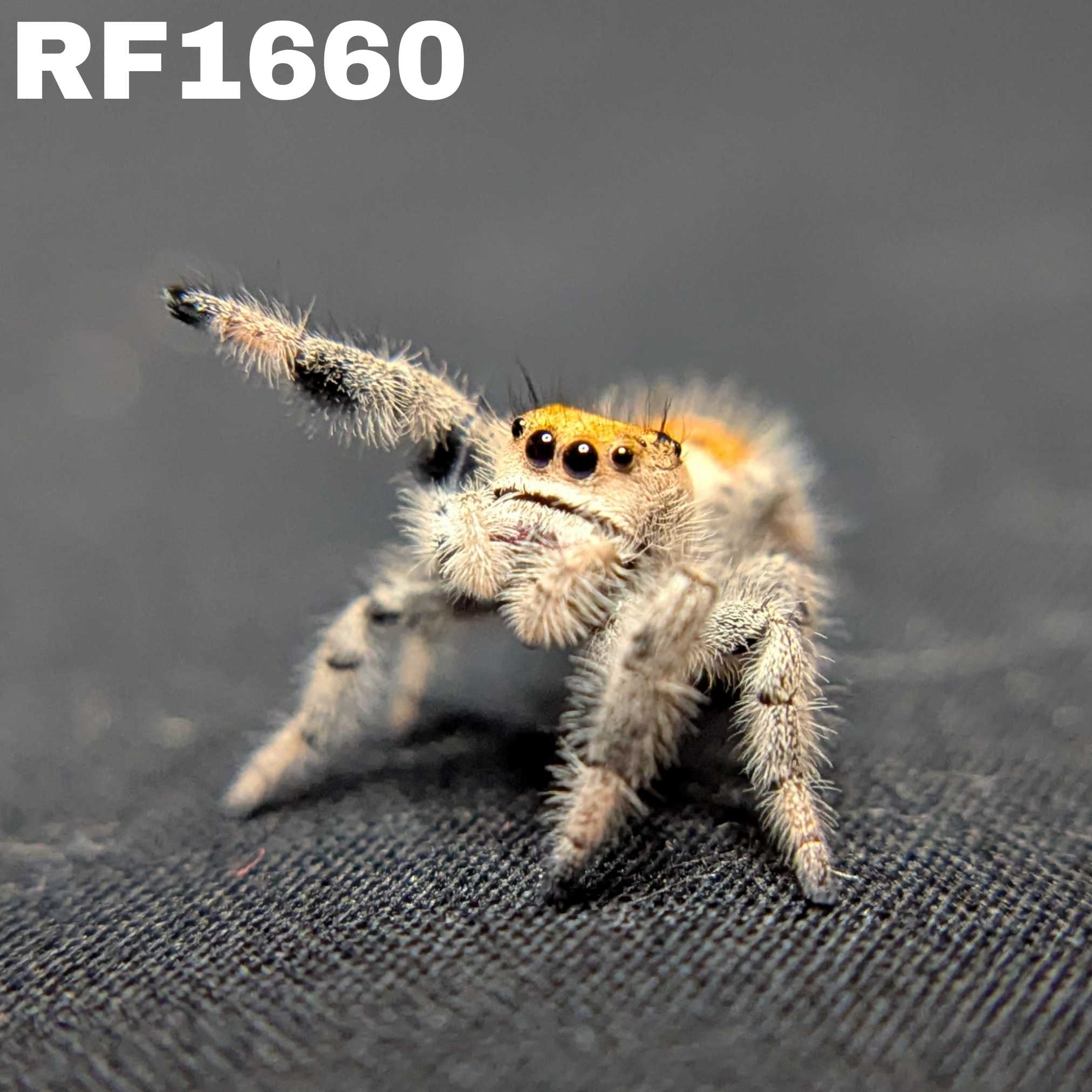 Regal Jumping Spider "Pumpkin"