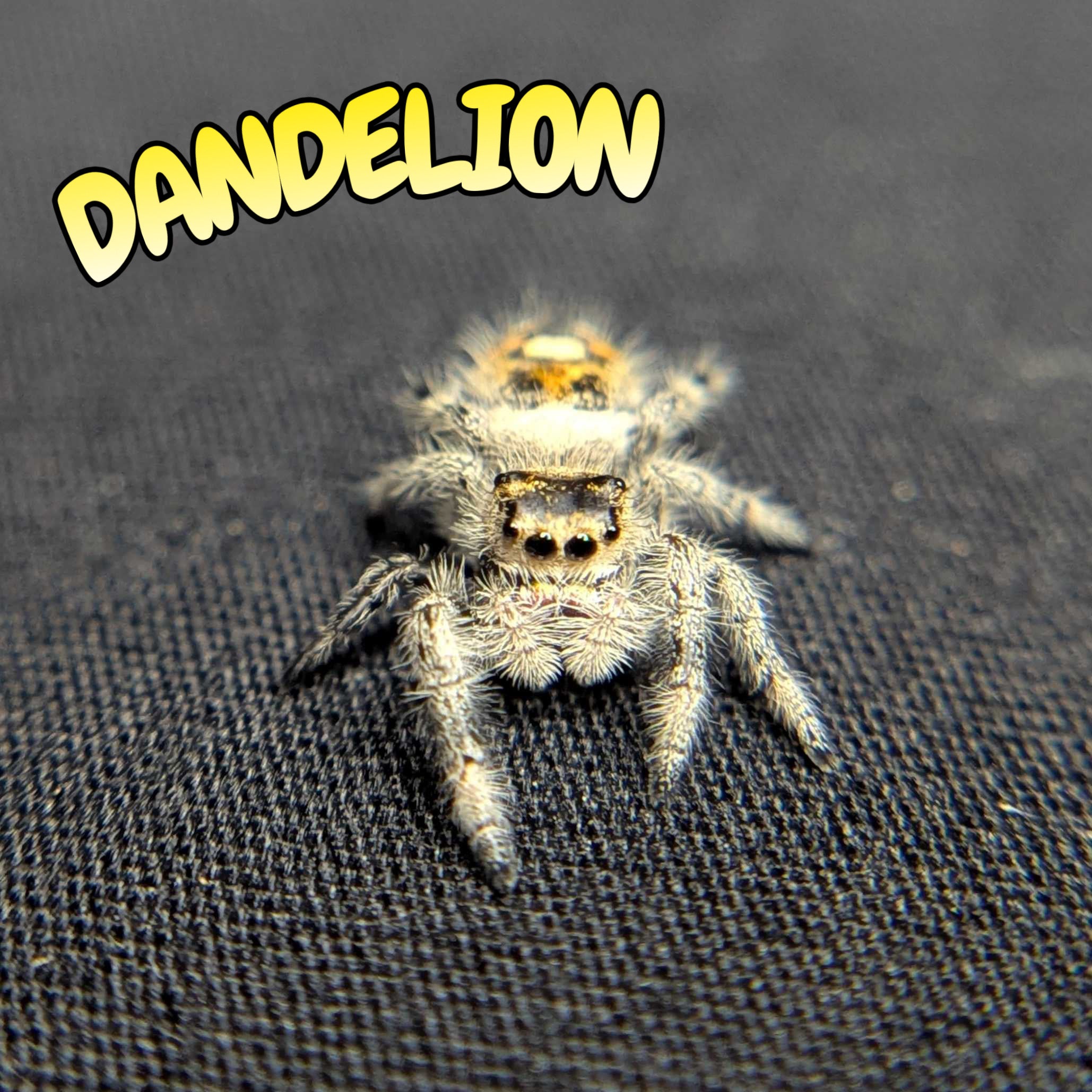 Regal Jumping Spider "Dandelion"