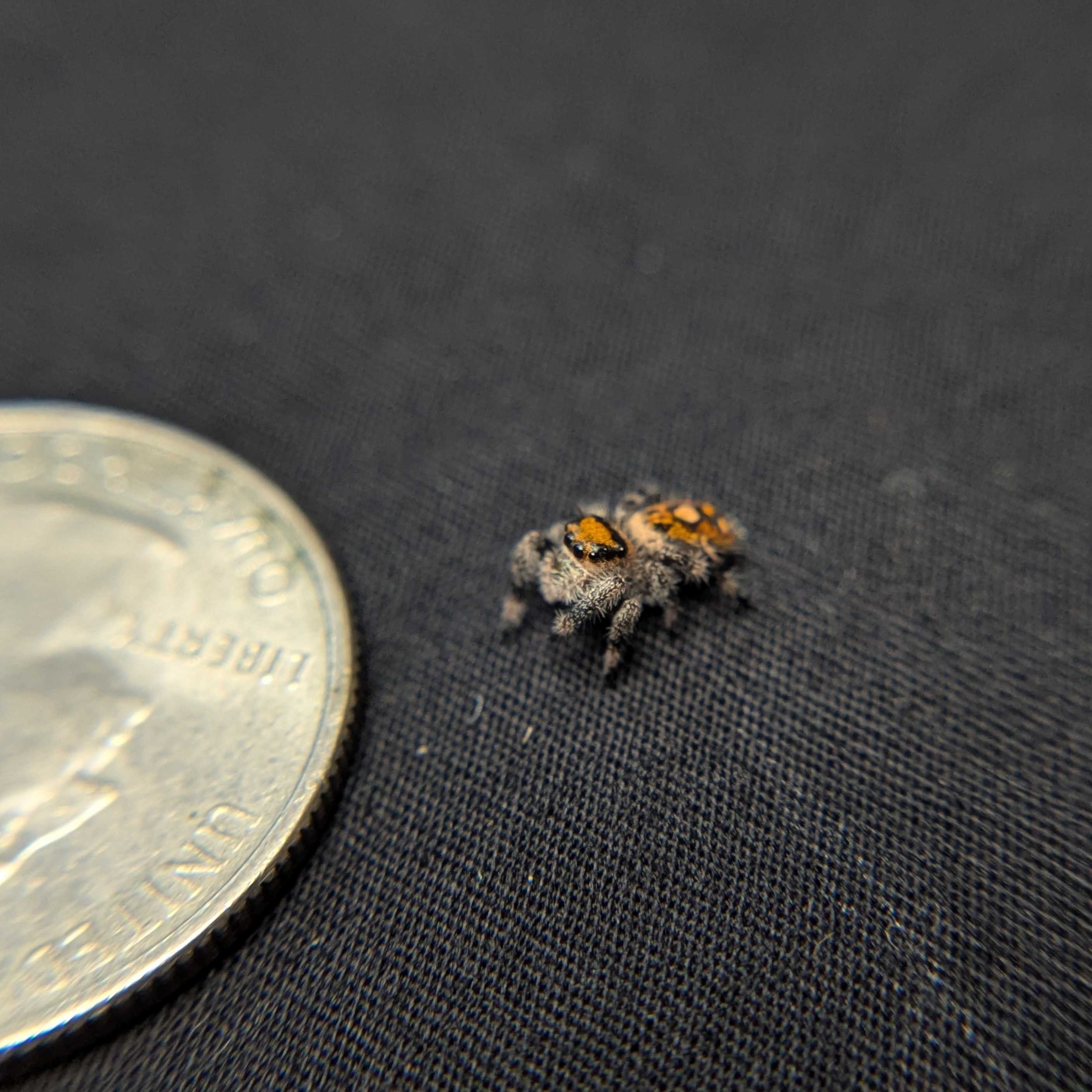 Regal Jumping Spider "Rainbow"
