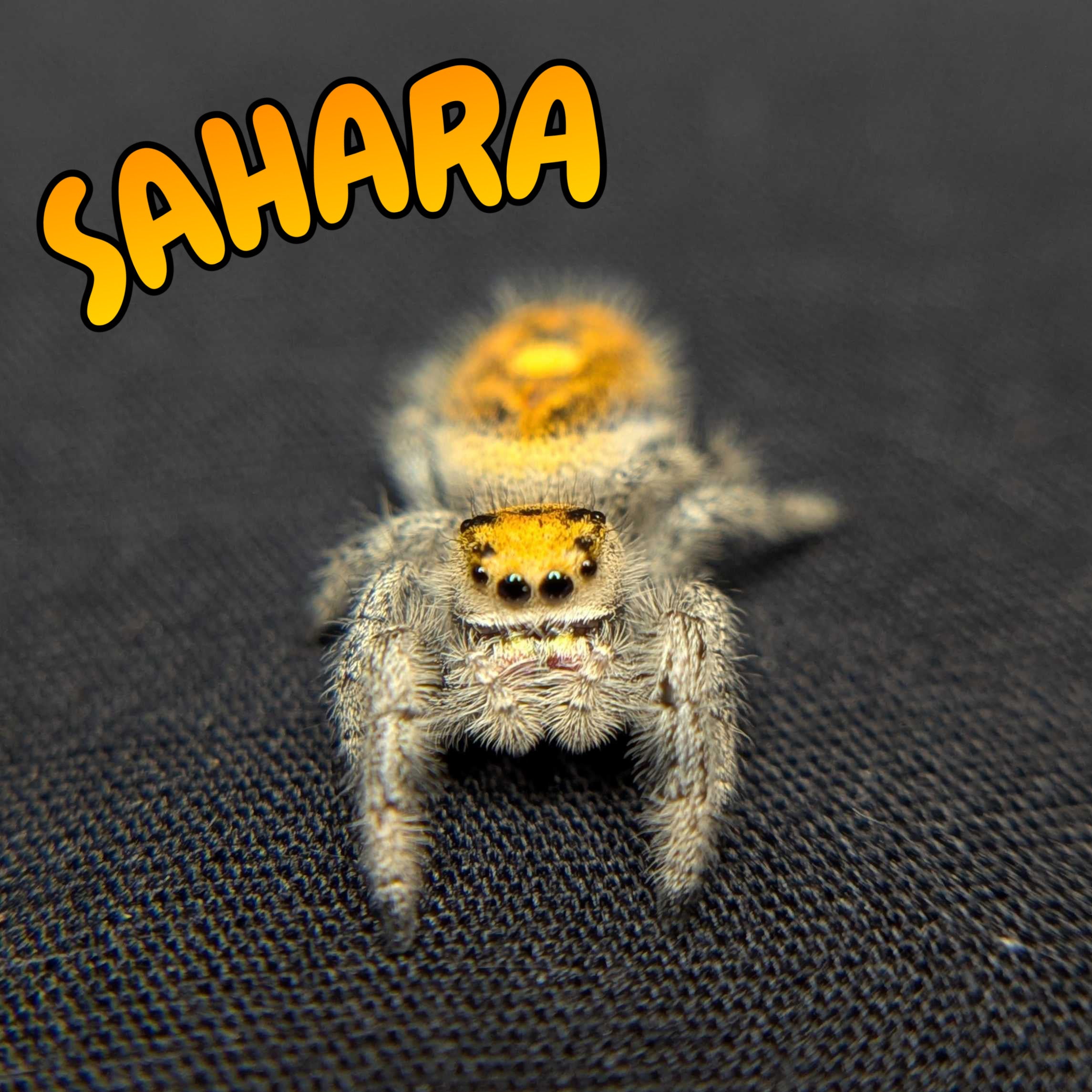 Regal Jumping Spider "Sahara"