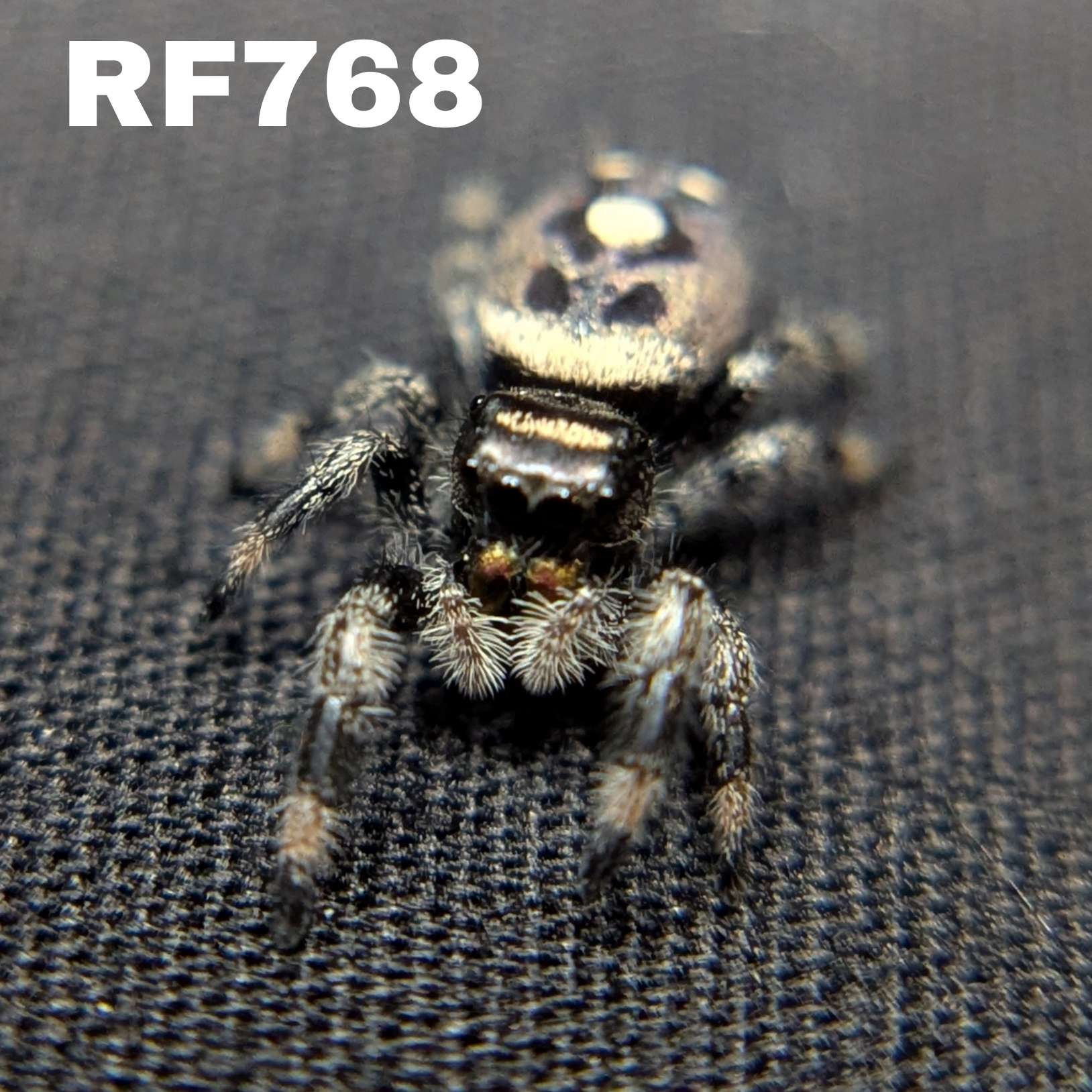 Regal Jumping Spider "Dixon"