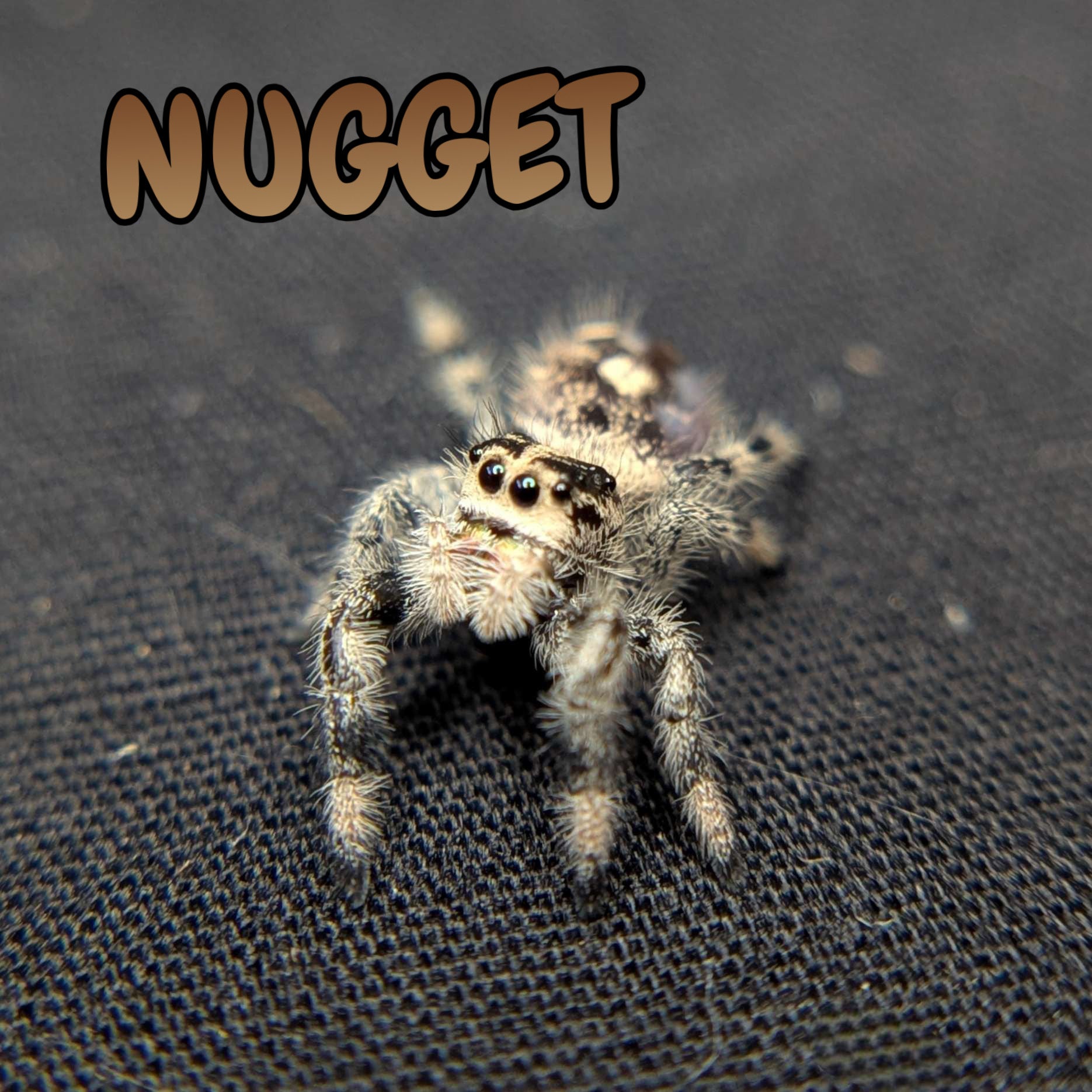 Regal Jumping Spider "Nugget"