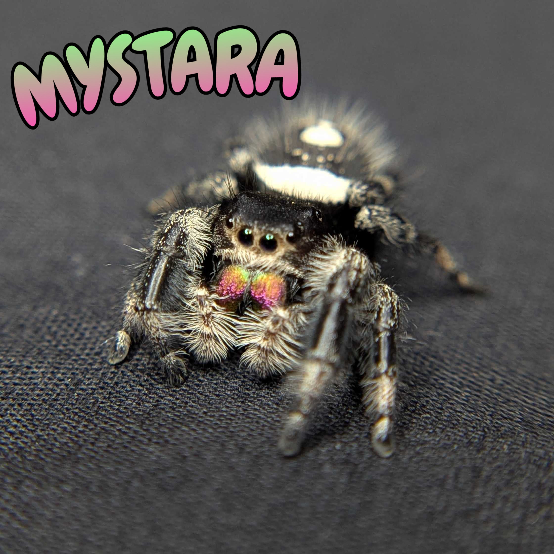 Regal Jumping Spider "Mystara"
