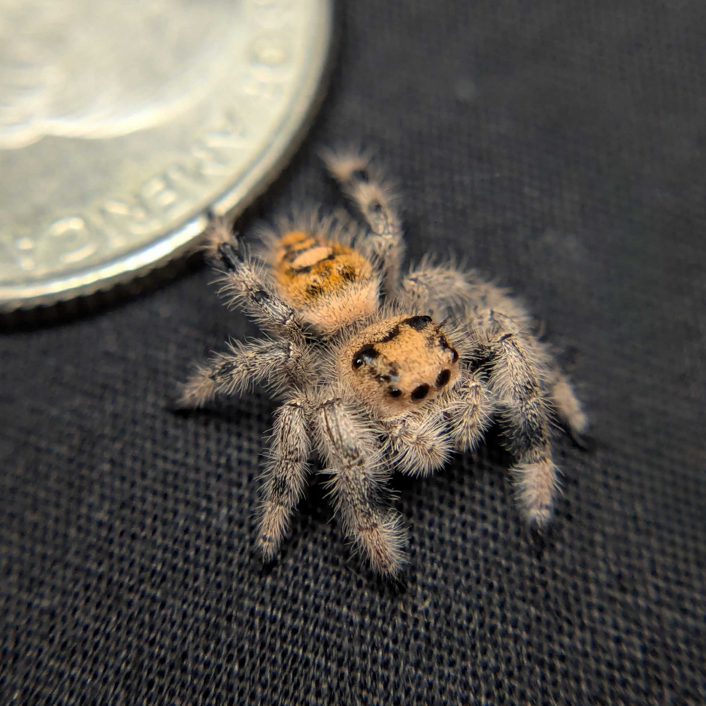 Regal Jumping Spider "Maria"