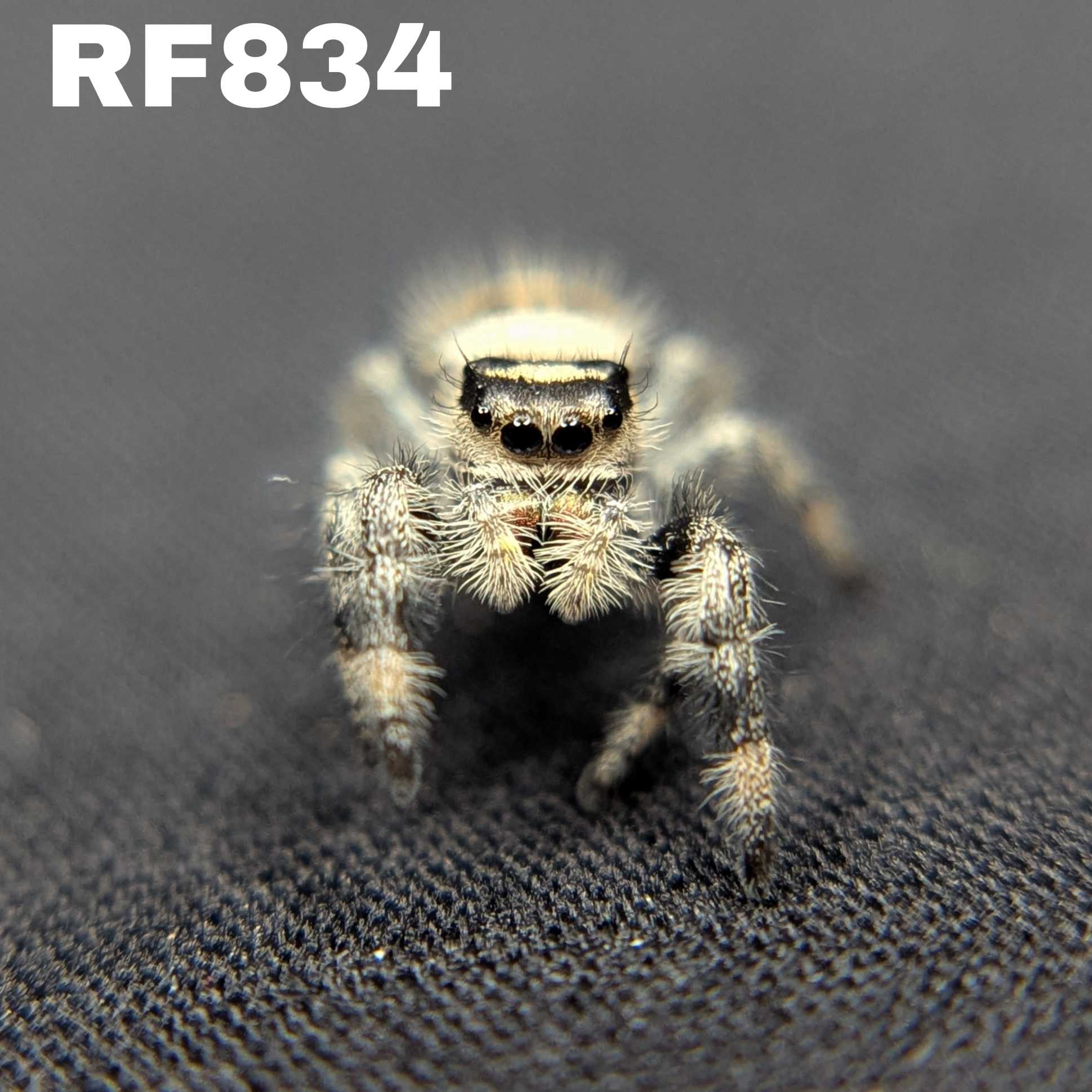 Regal Jumping Spider "Pastry"