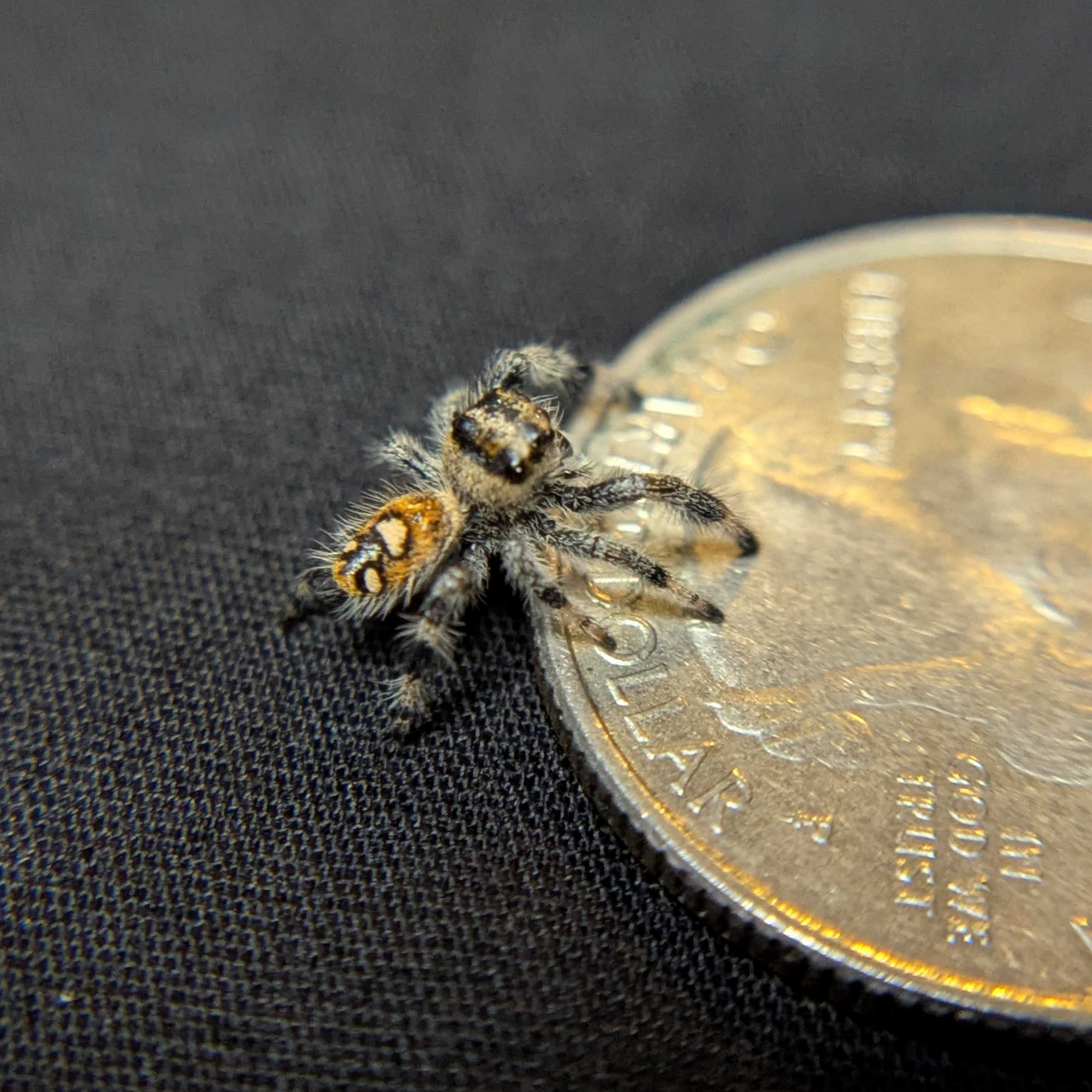 Regal Jumping Spider "Candy Corn"