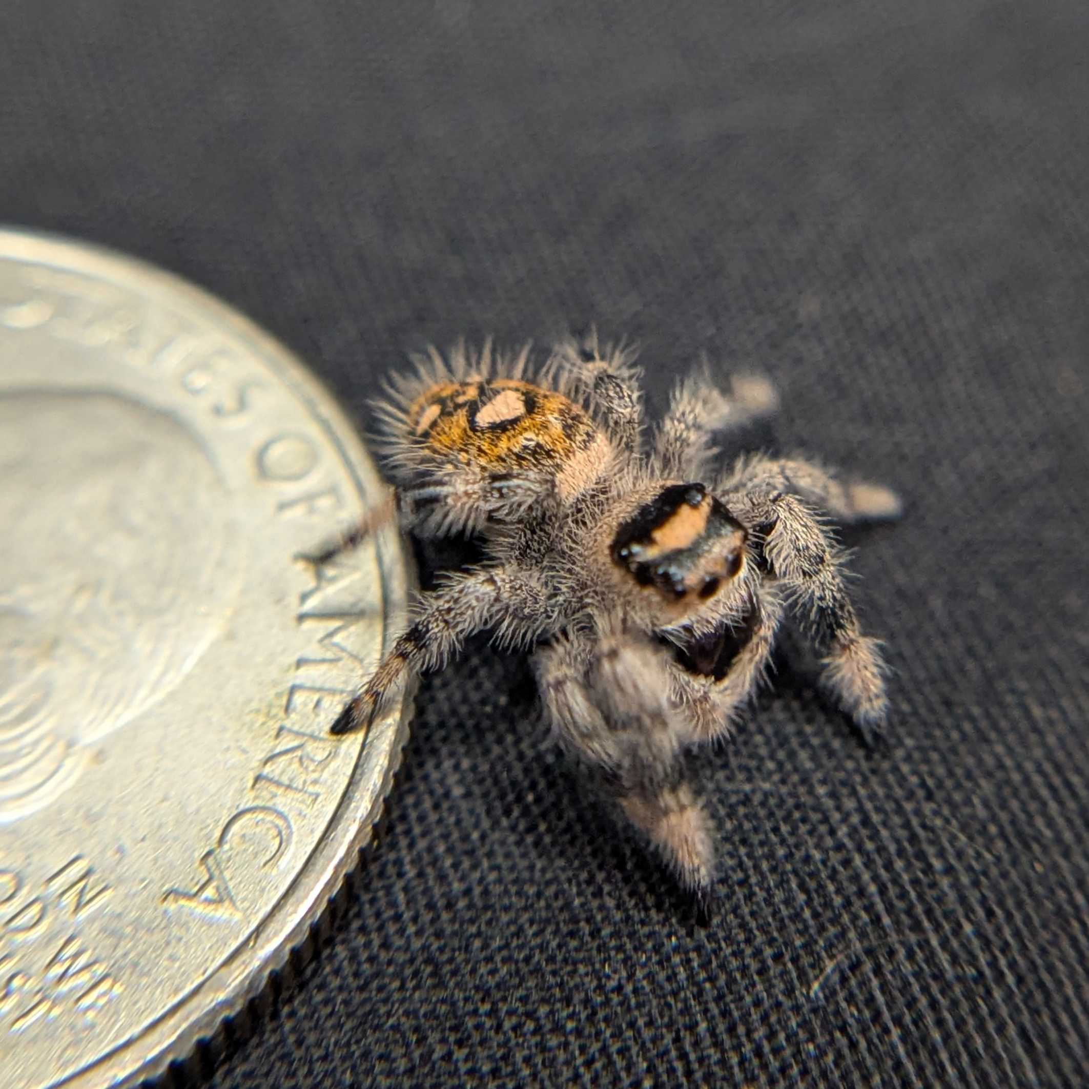 Regal Jumping Spider "Imogen"