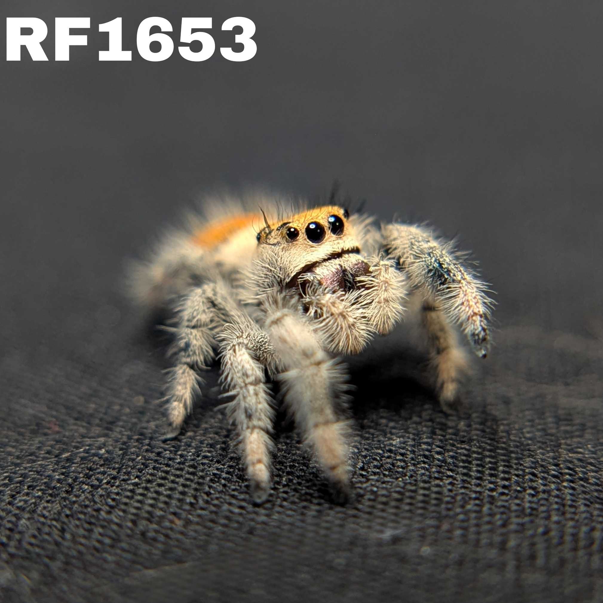 Regal Jumping Spider "Magic"