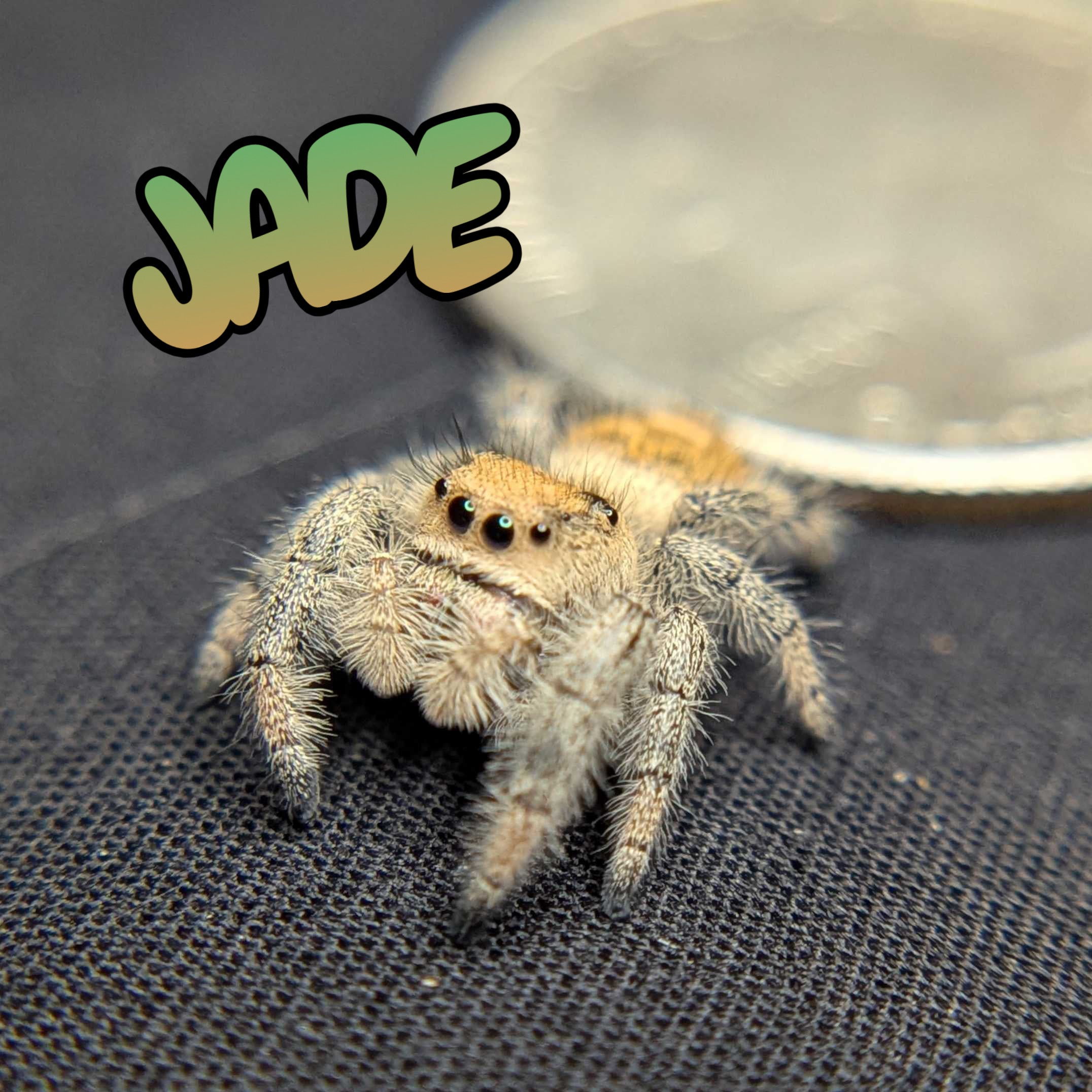 Regal Jumping Spider "Jade"