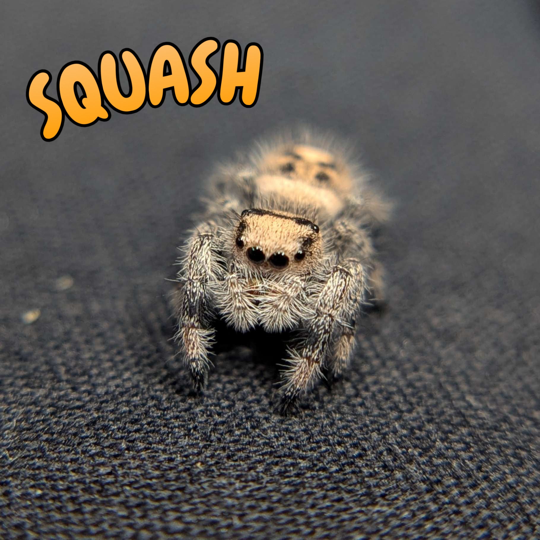 Regal Jumping Spider "Squash"