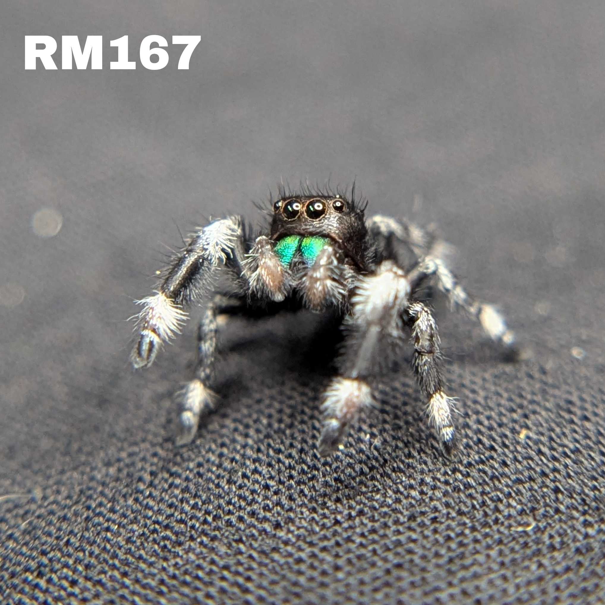 Regal Jumping Spider "Forest"