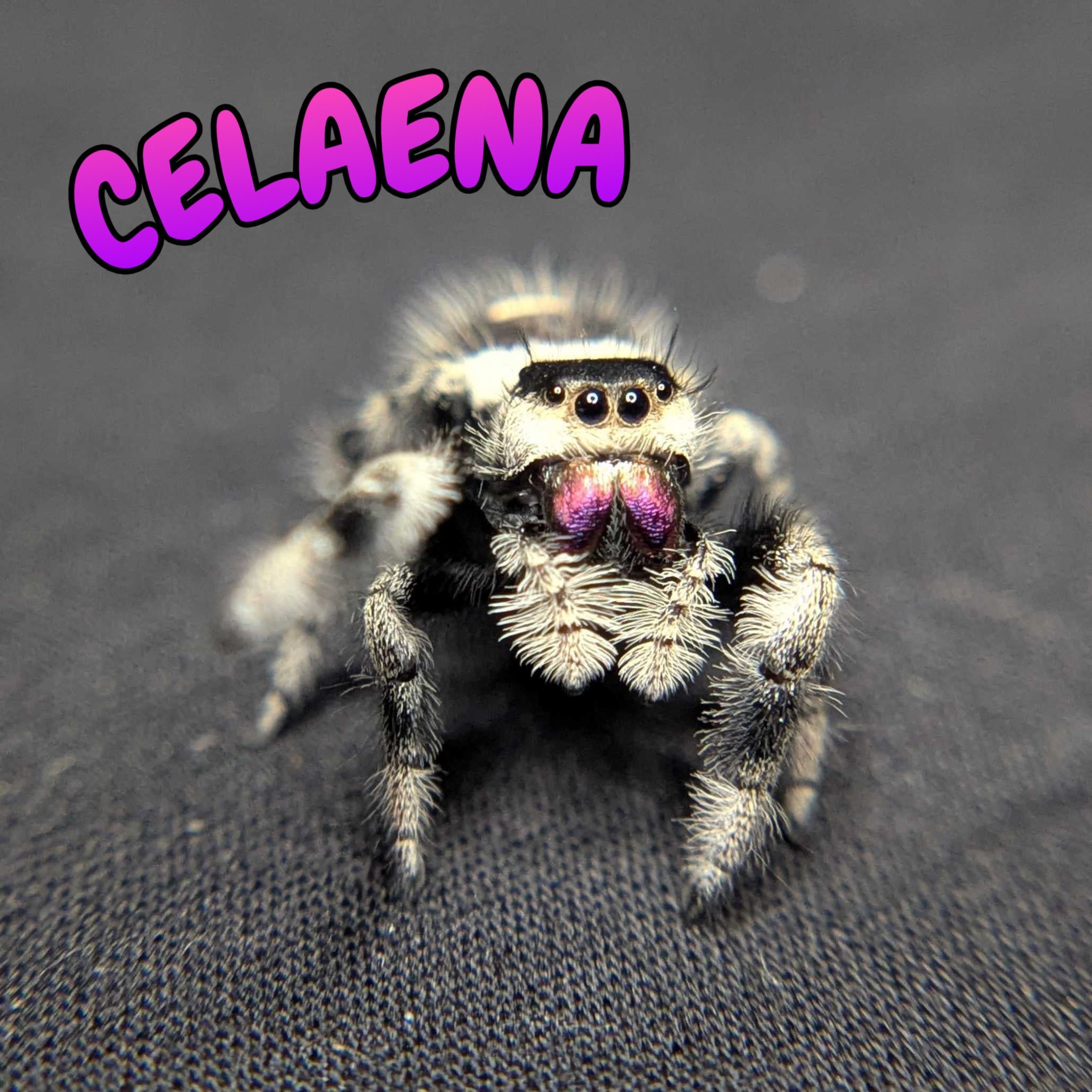 Regal Jumping Spider "Celaena"