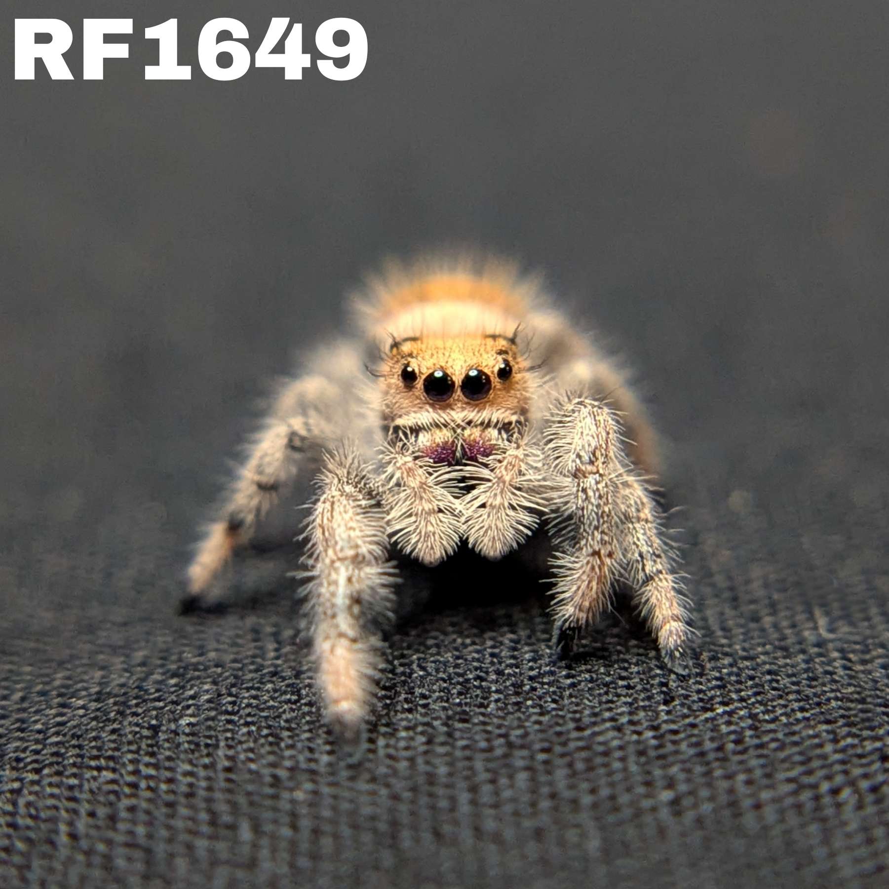 Regal Jumping Spider "Joy"