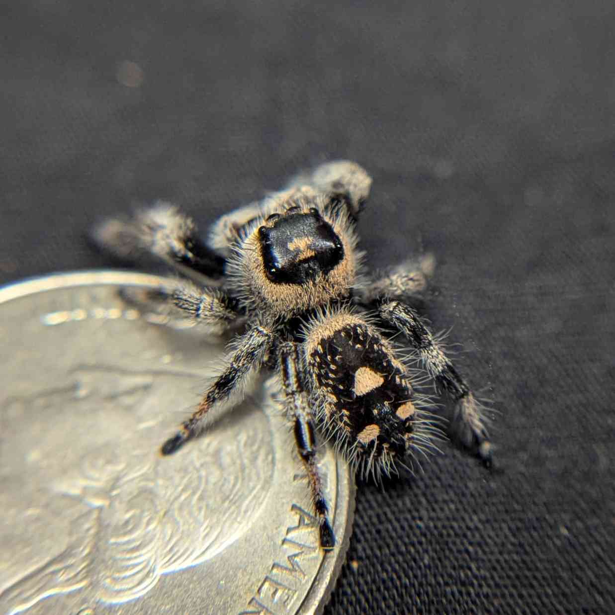 Regal Jumping Spider "Viola"