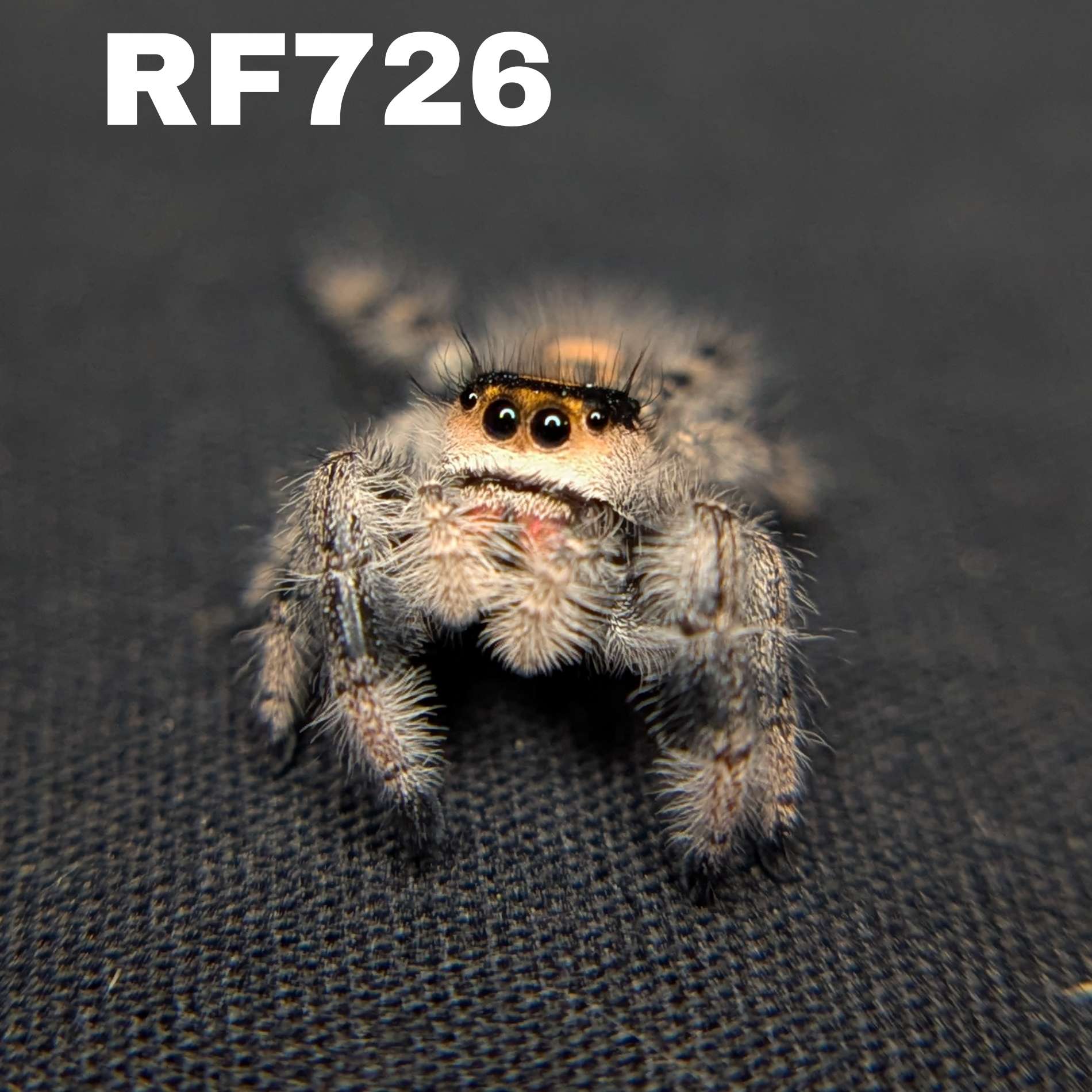Regal Jumping Spider "Kisses"