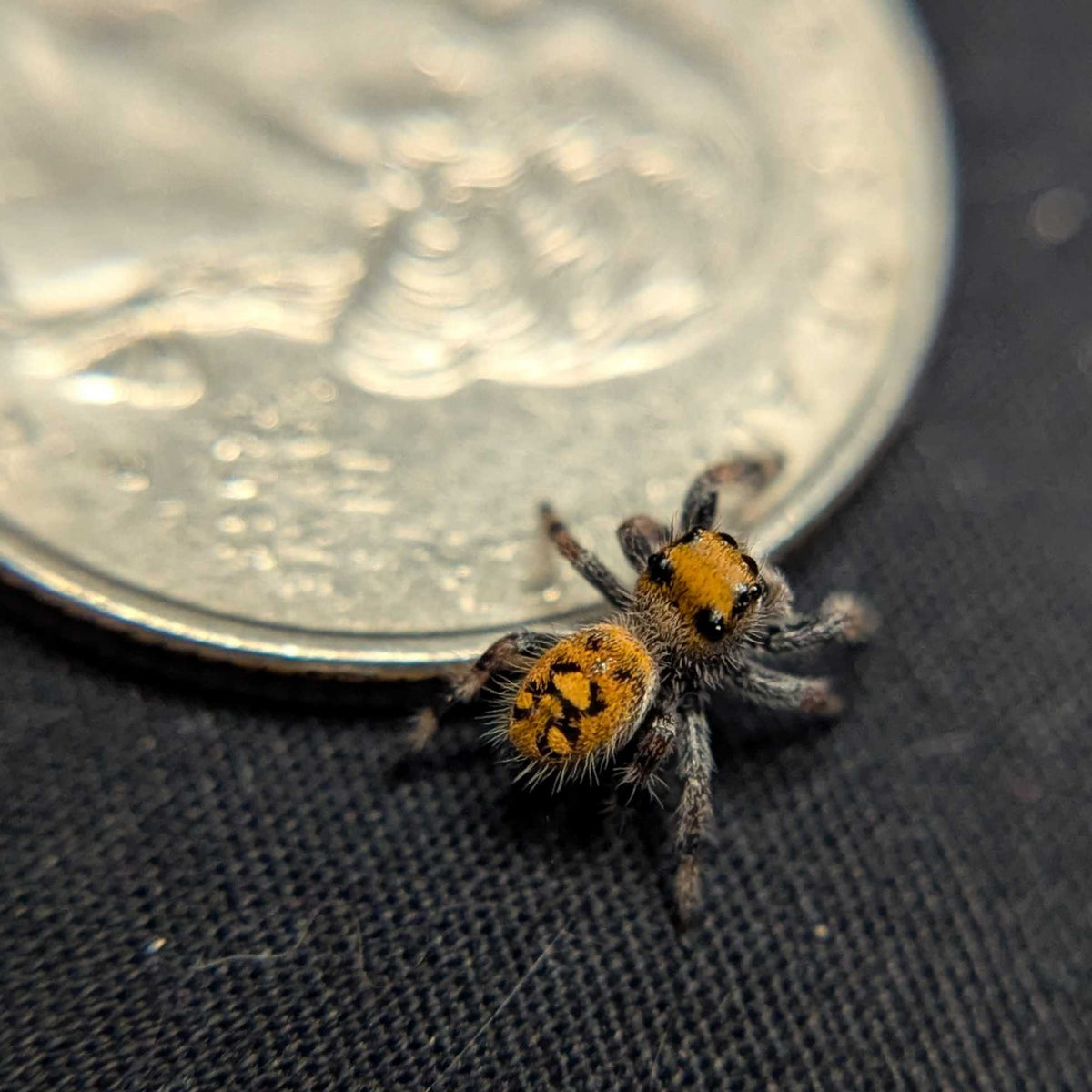 Regal Jumping Spider "Pea"
