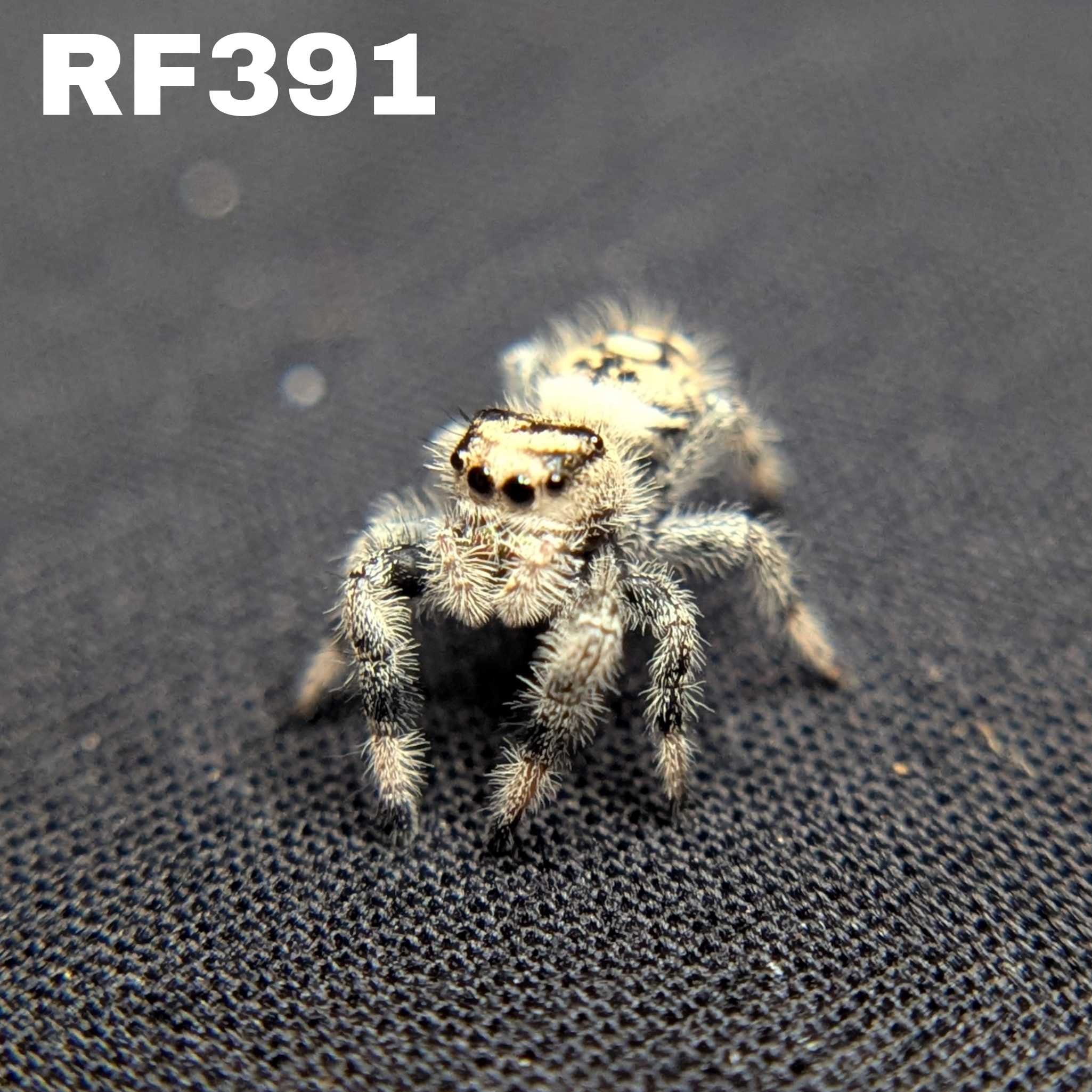 Regal Jumping Spider "Sherbert"