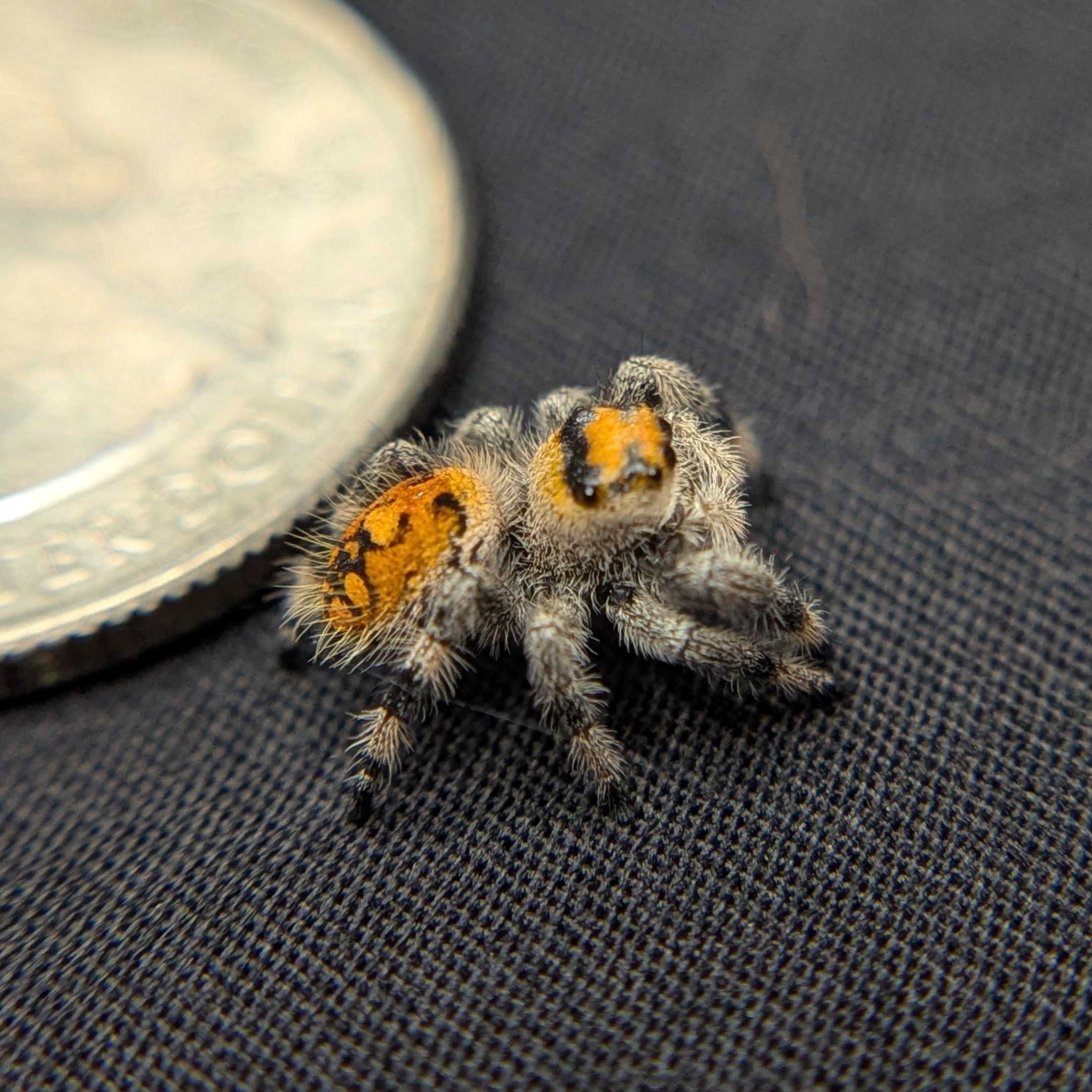 Regal Jumping Spider "Ember"