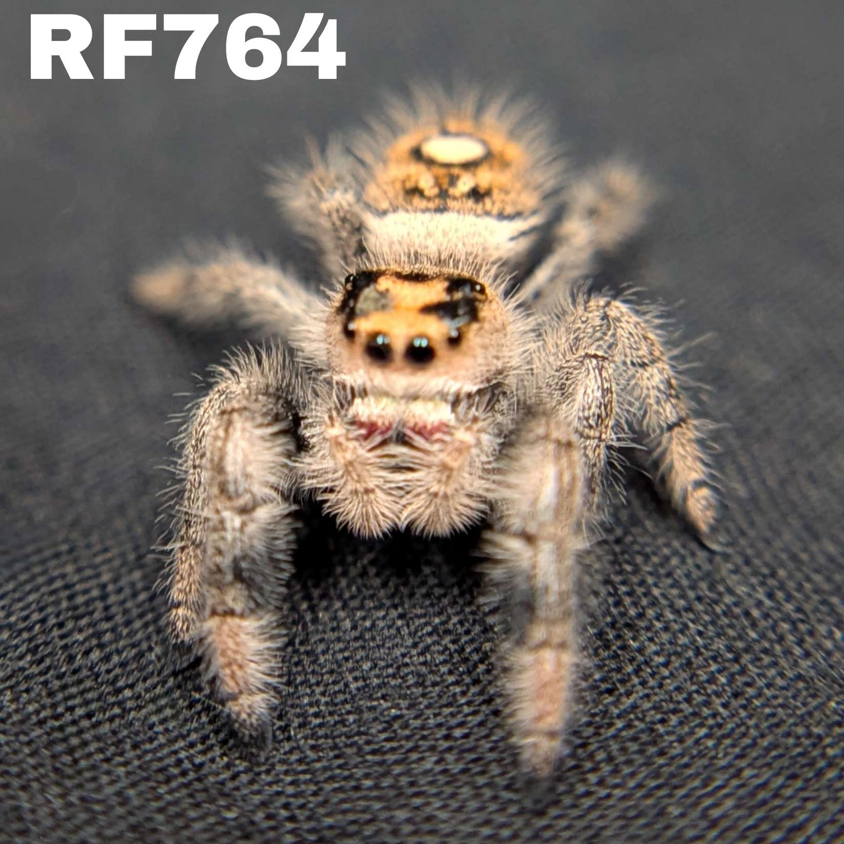 Regal Jumping Spider “Penny”