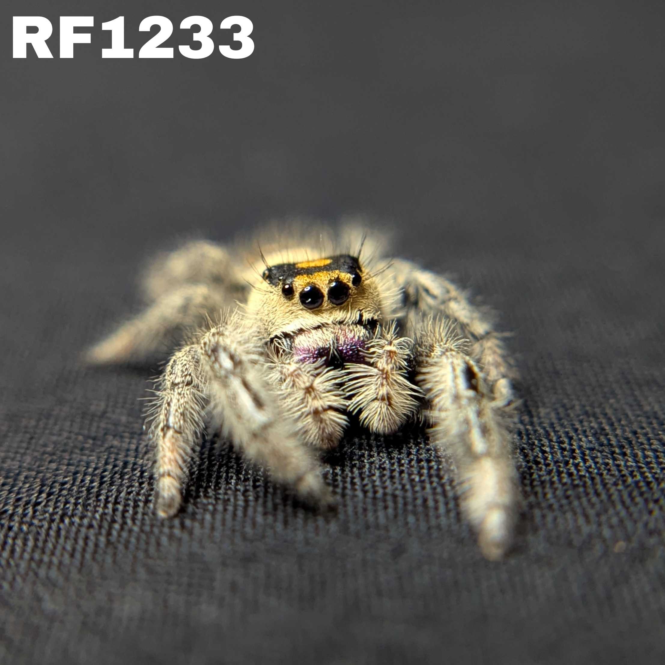 Regal Jumping Spider "Violet"