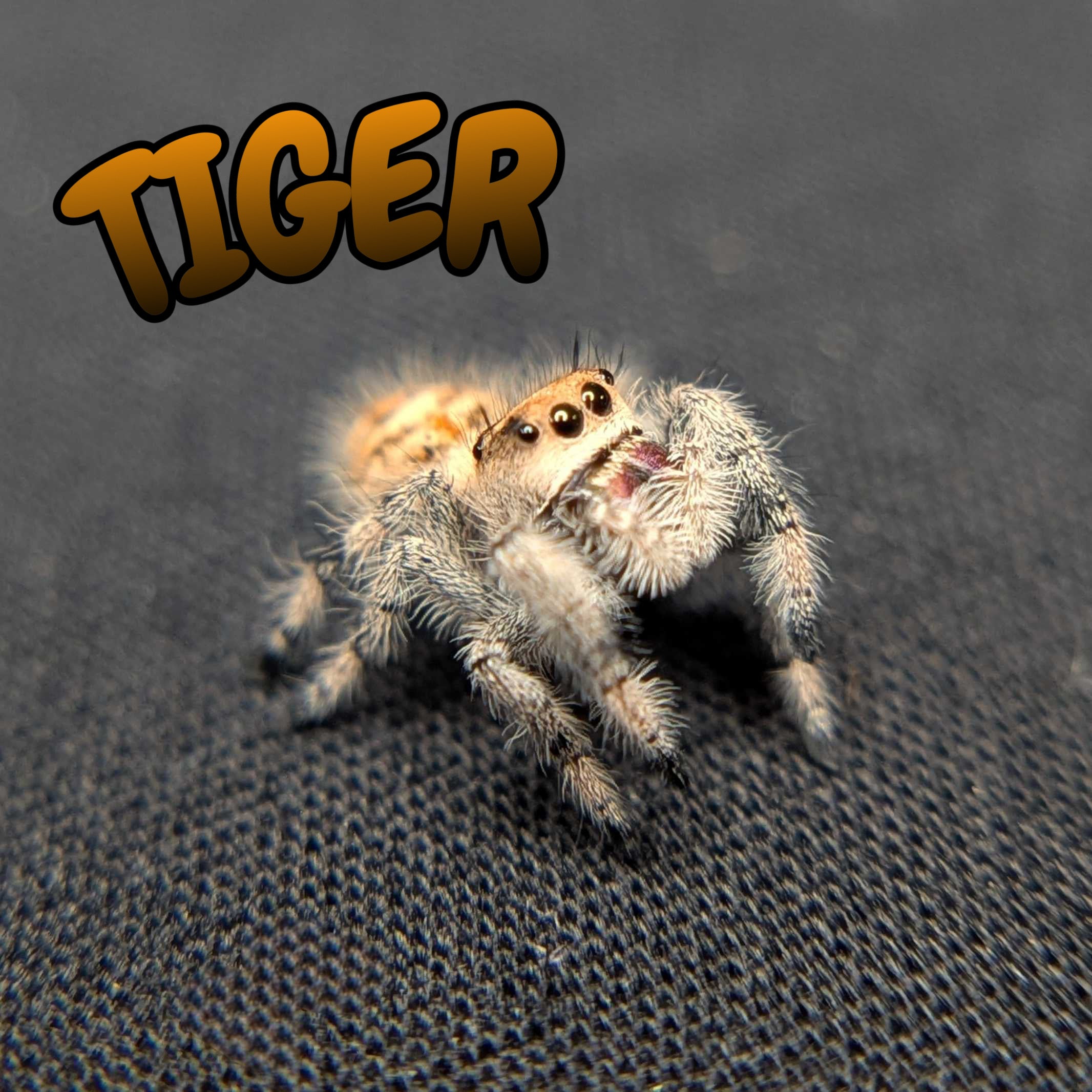 Regal Jumping Spider "Tiger"