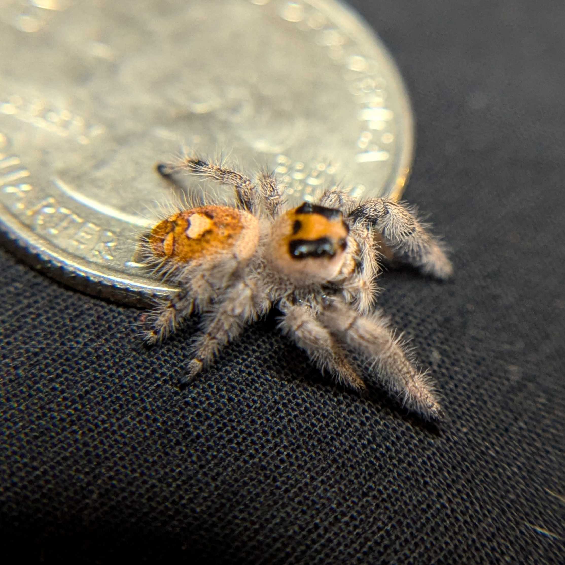 Regal Jumping Spider "Matches"